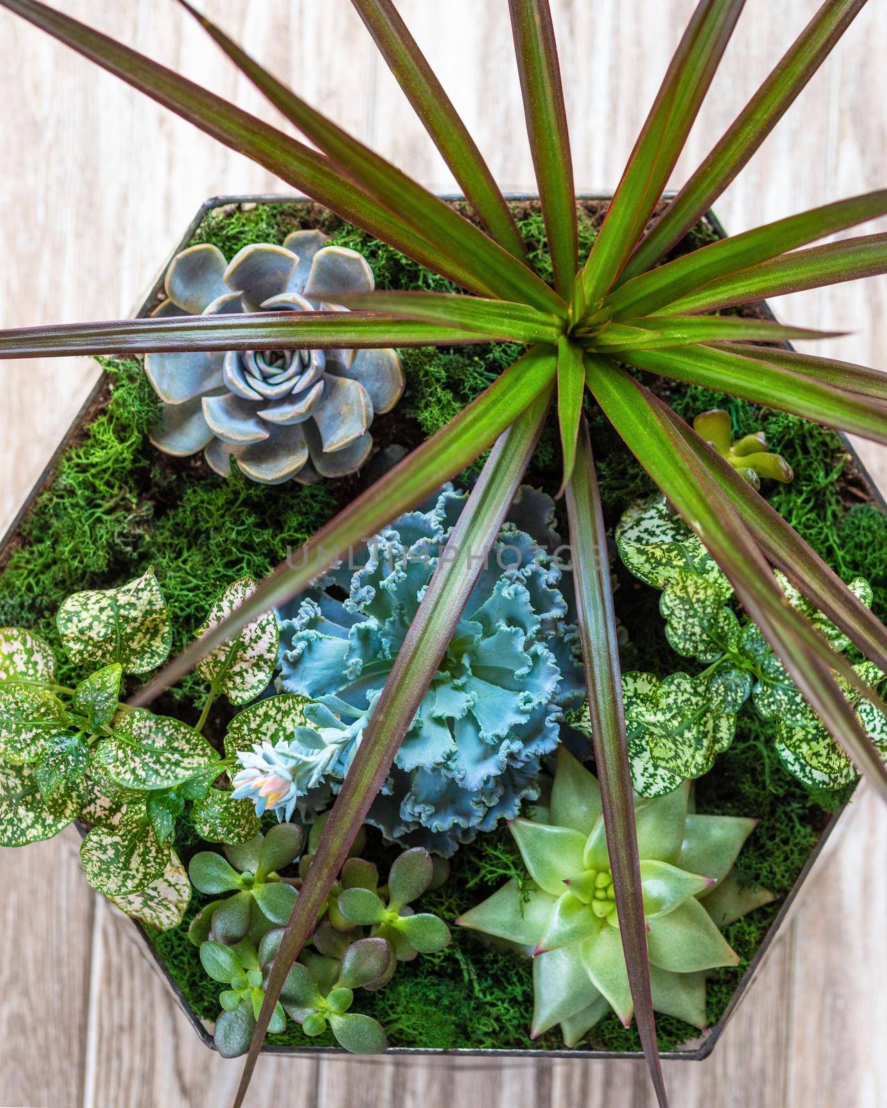 Terrarium plant in pot, with cactus, succulent close up from above