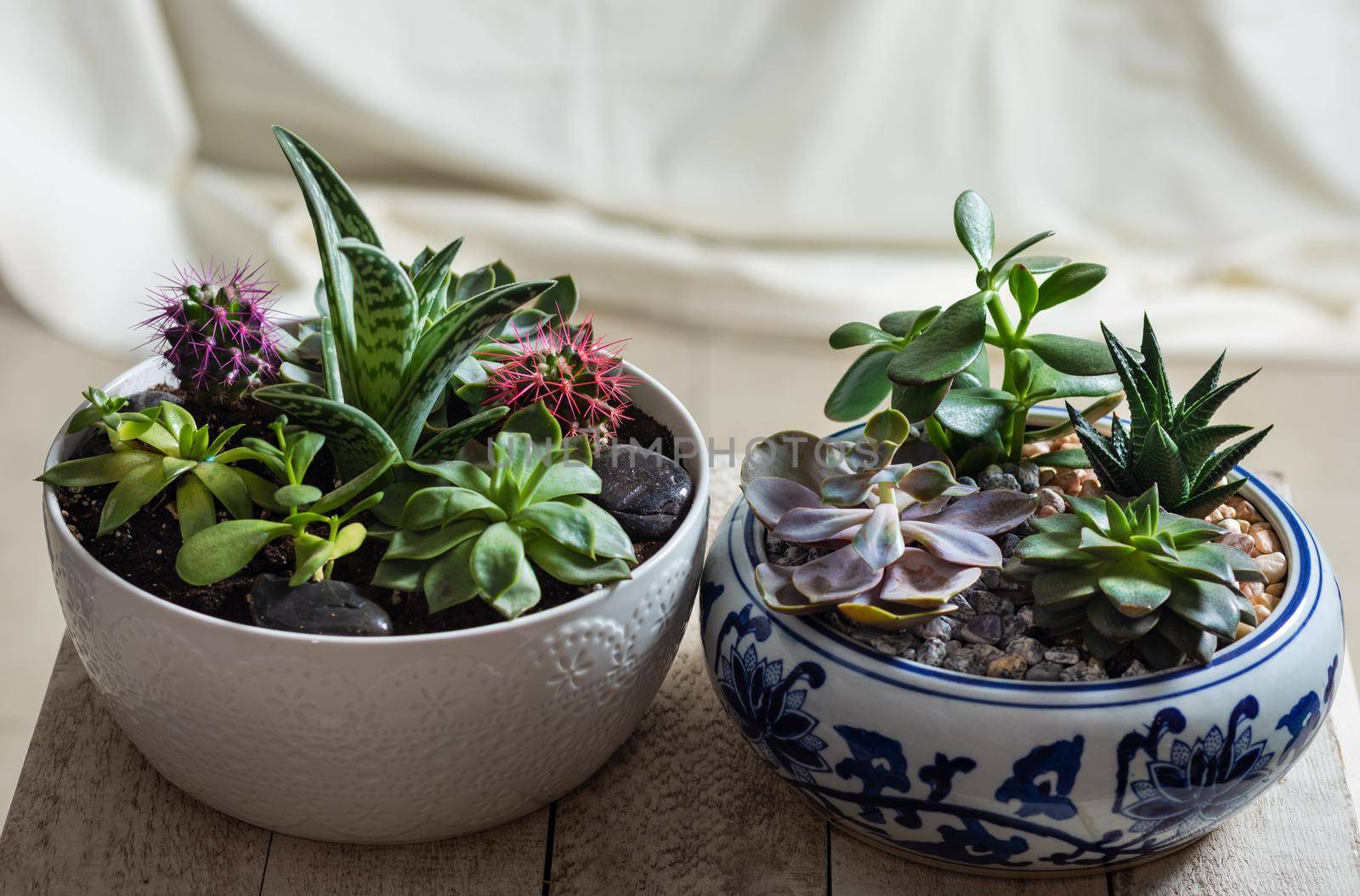 Terrarium plants in pot, with cactus, succulent close up
