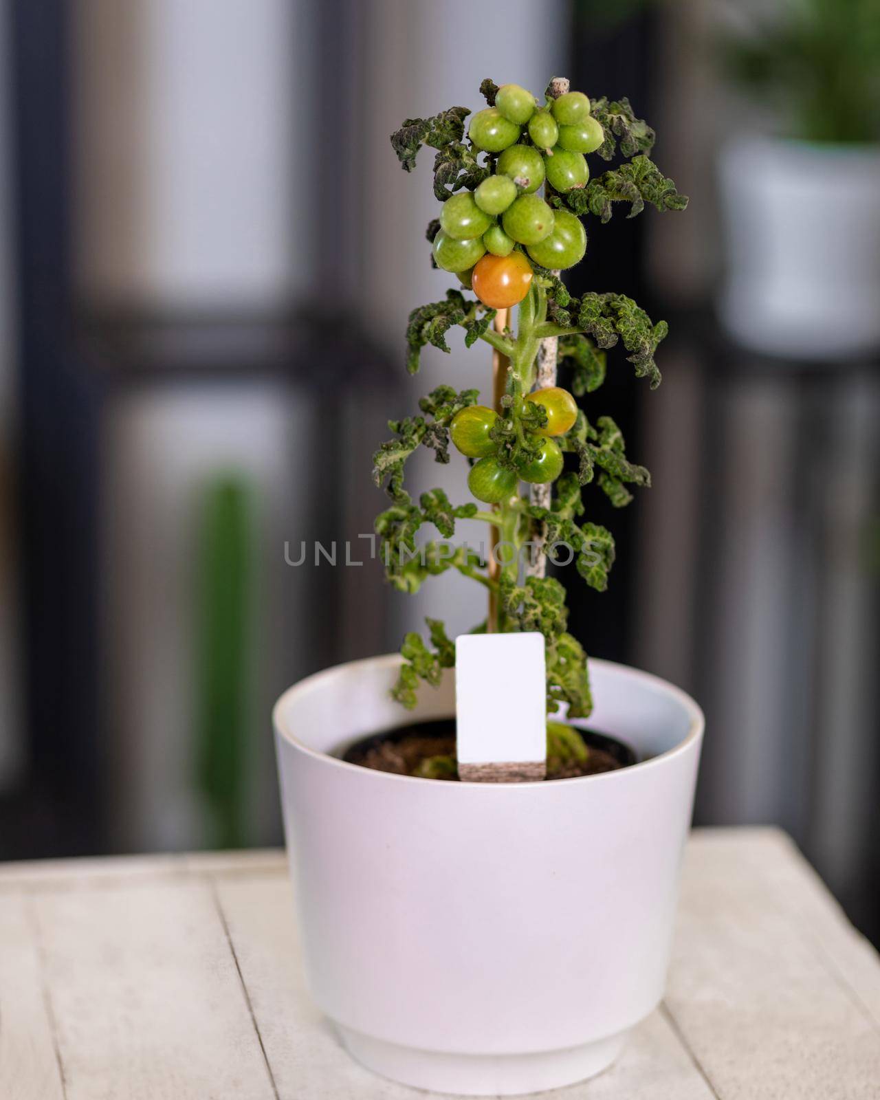 Natural Tomatoes plant in the white pot