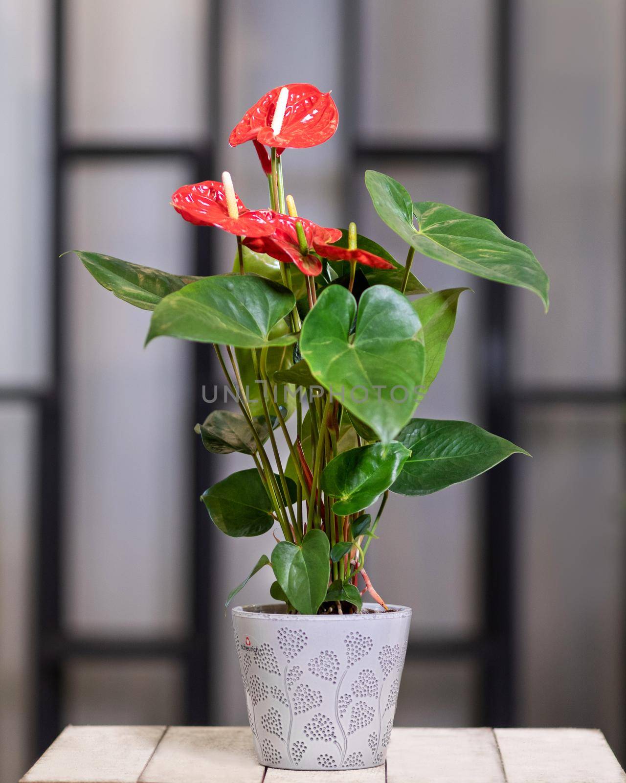 Red Anthurium Laceleaf flower plant in the pot