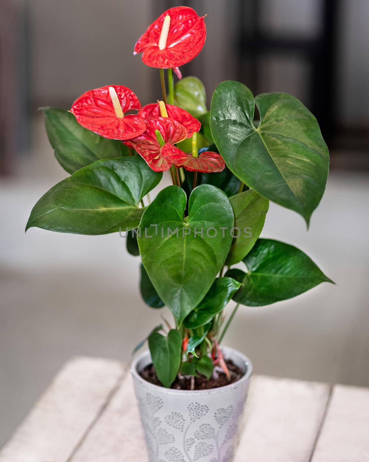 Red Anthurium Laceleaf flower plant in the pot by ferhad