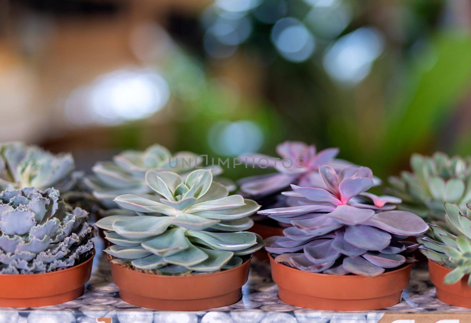 Succulents with bokeh background by ferhad