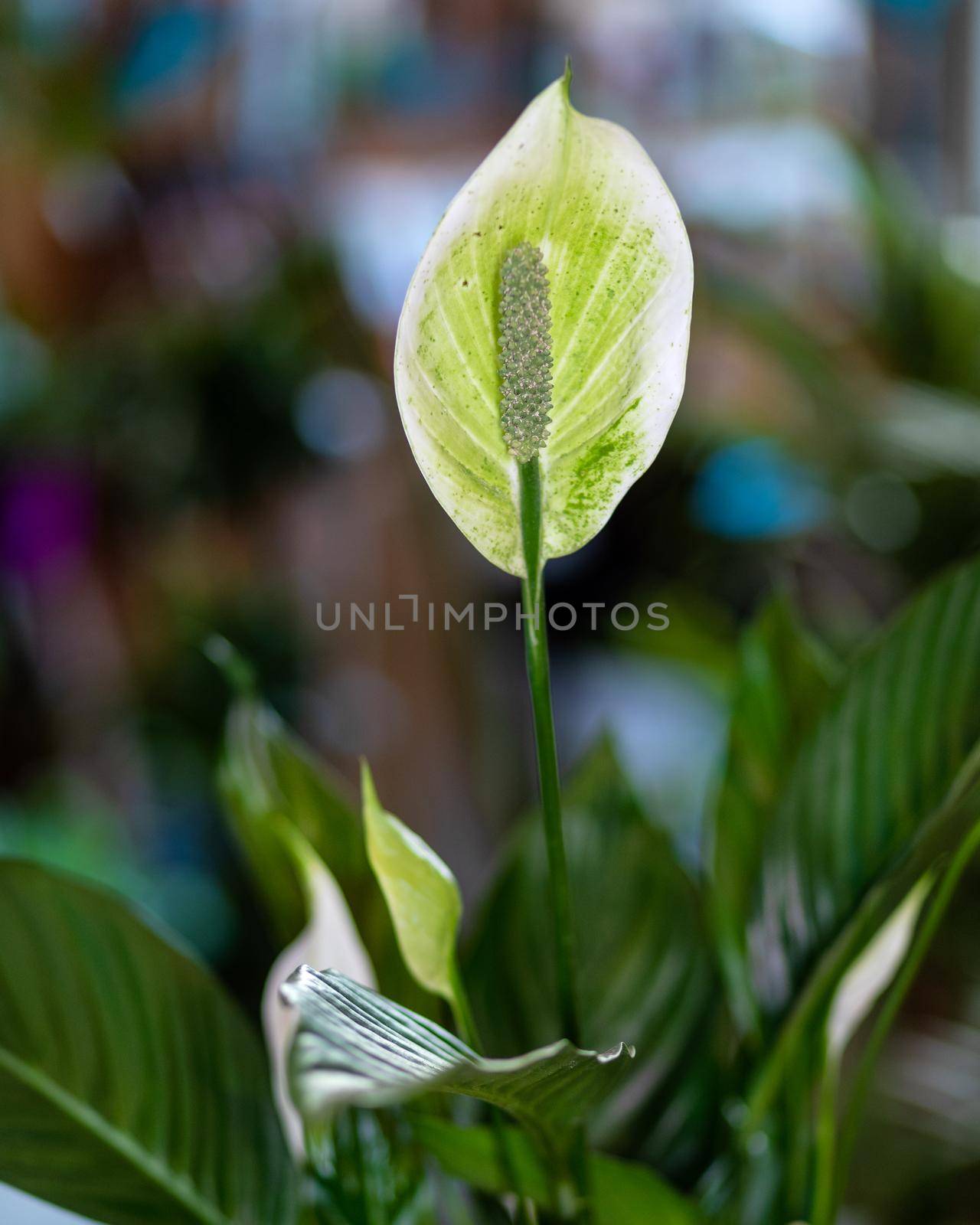 Peace Lily, spatifilum flower close up