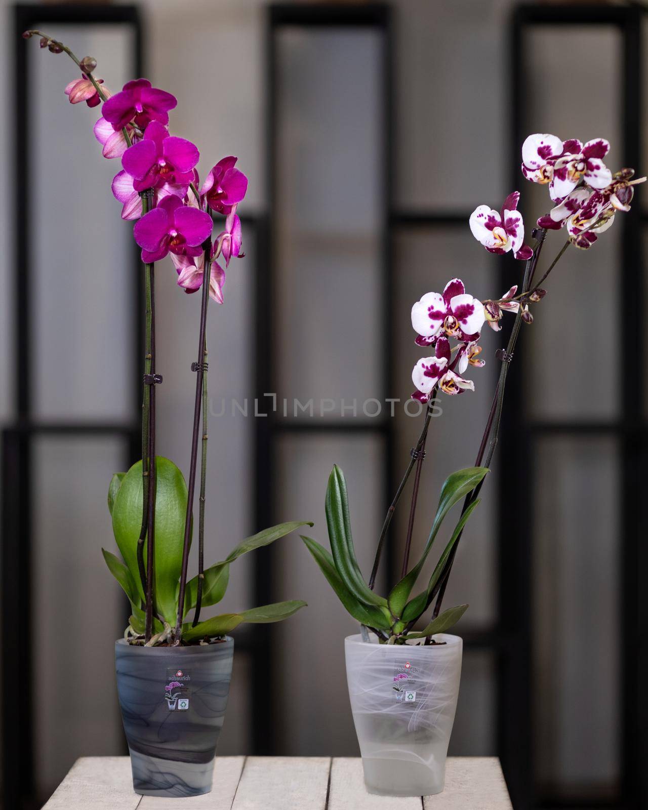 White, pink Phalaenopsis, Moth orchid flowers in the pot