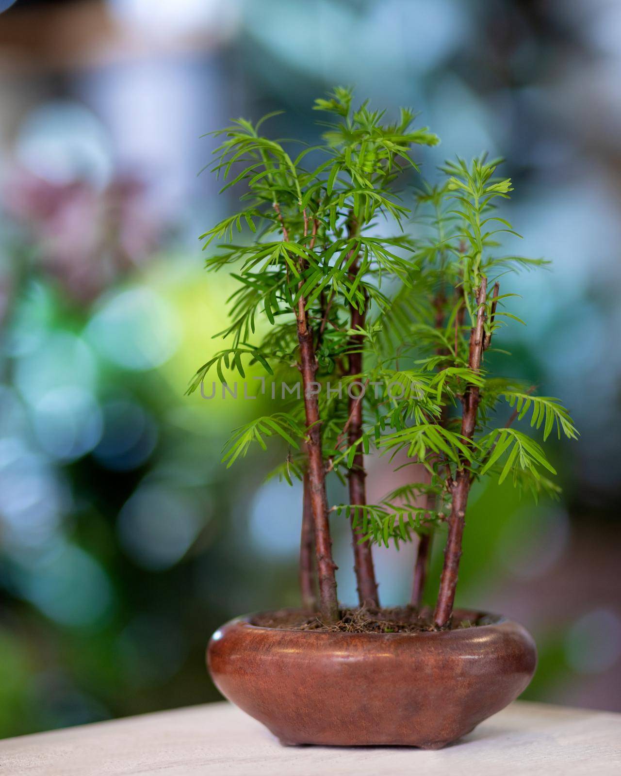 Bamboo Bonsai Tree with bokeh background by ferhad