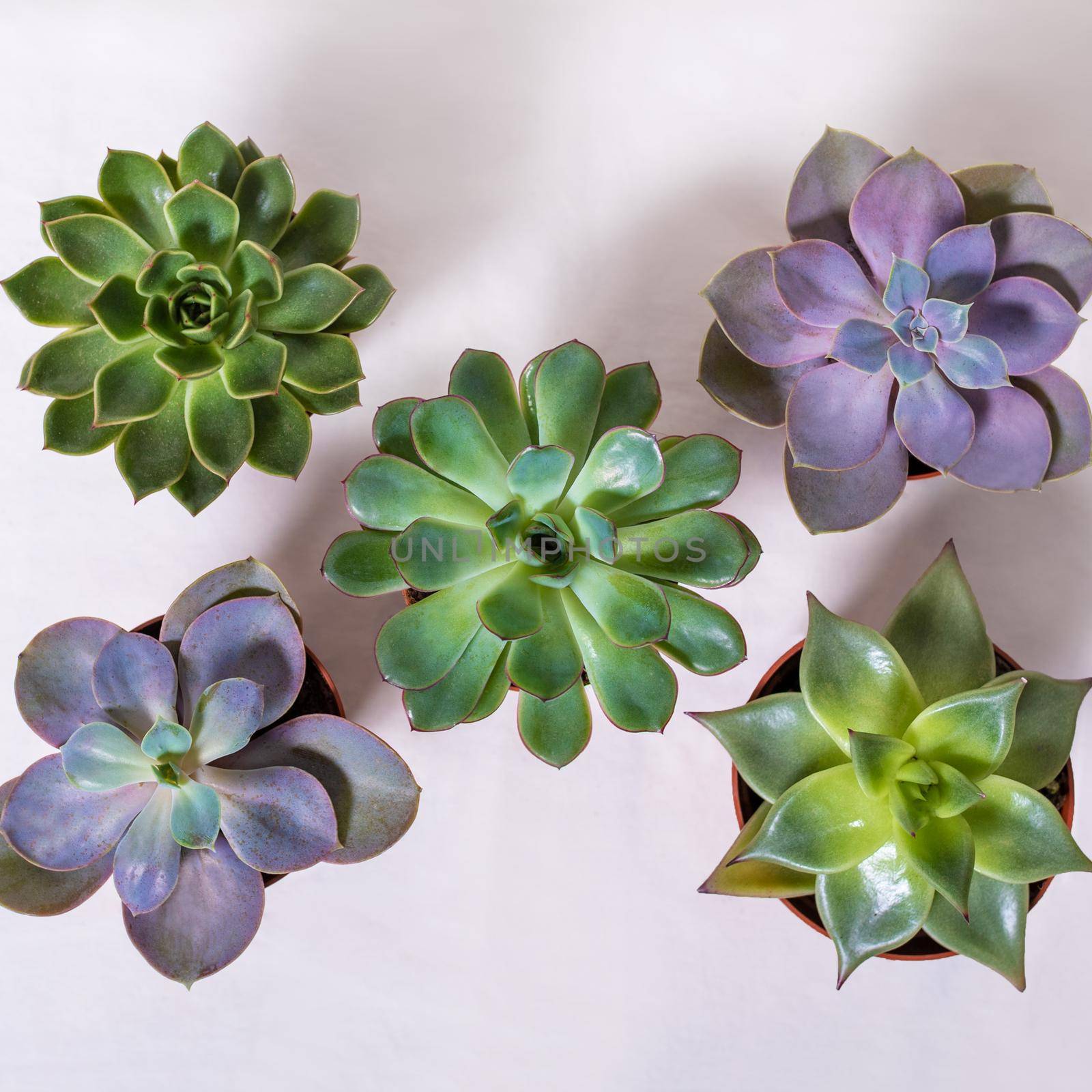Succulent plants from above
