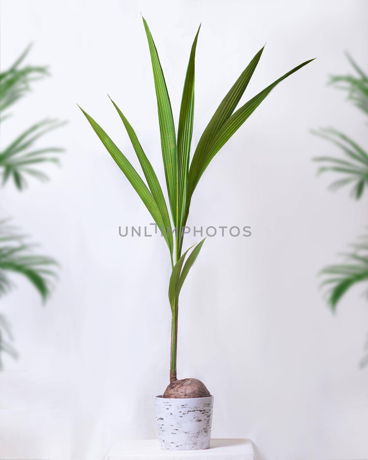 Coconut cocos fruit plant with white background