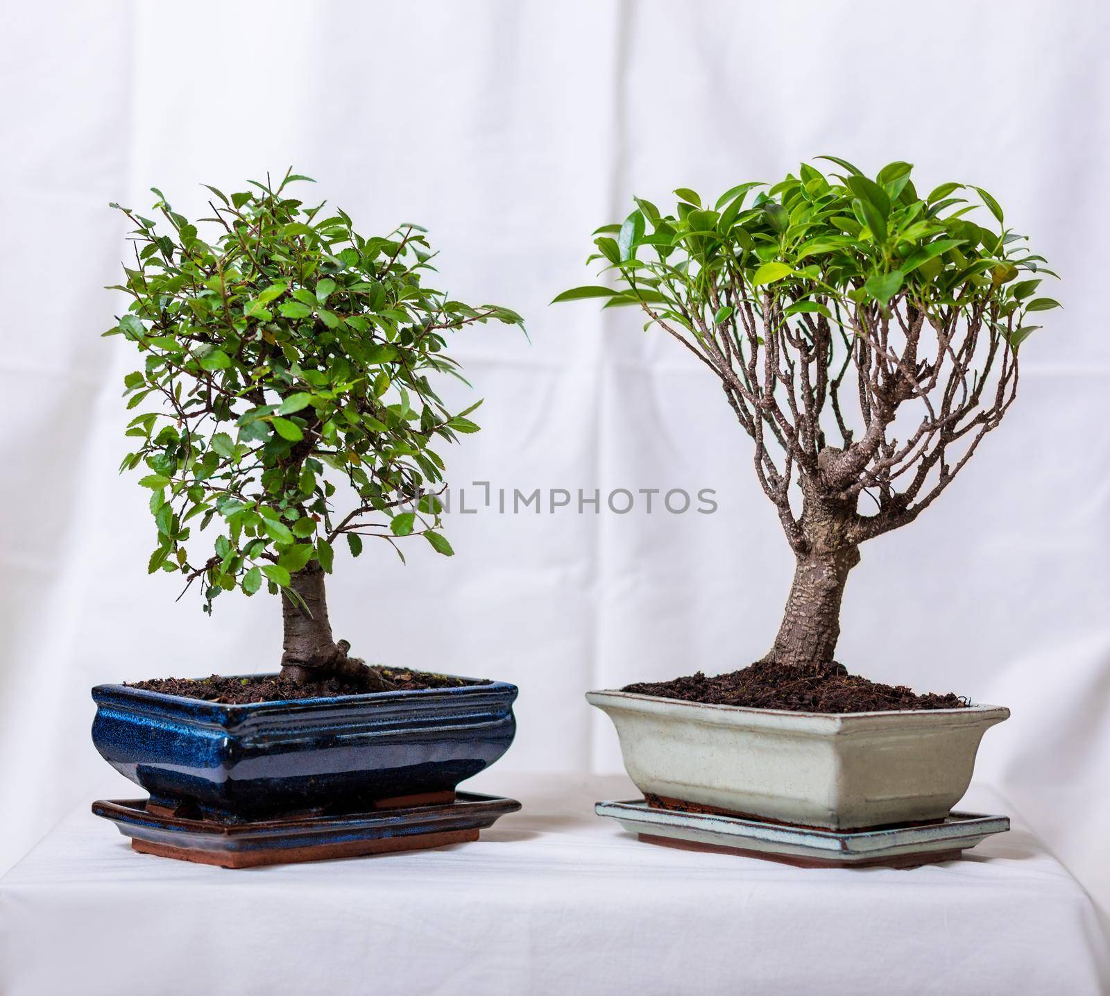 Two Ficus bonsai ginseng retusa plant in pot with white background by ferhad