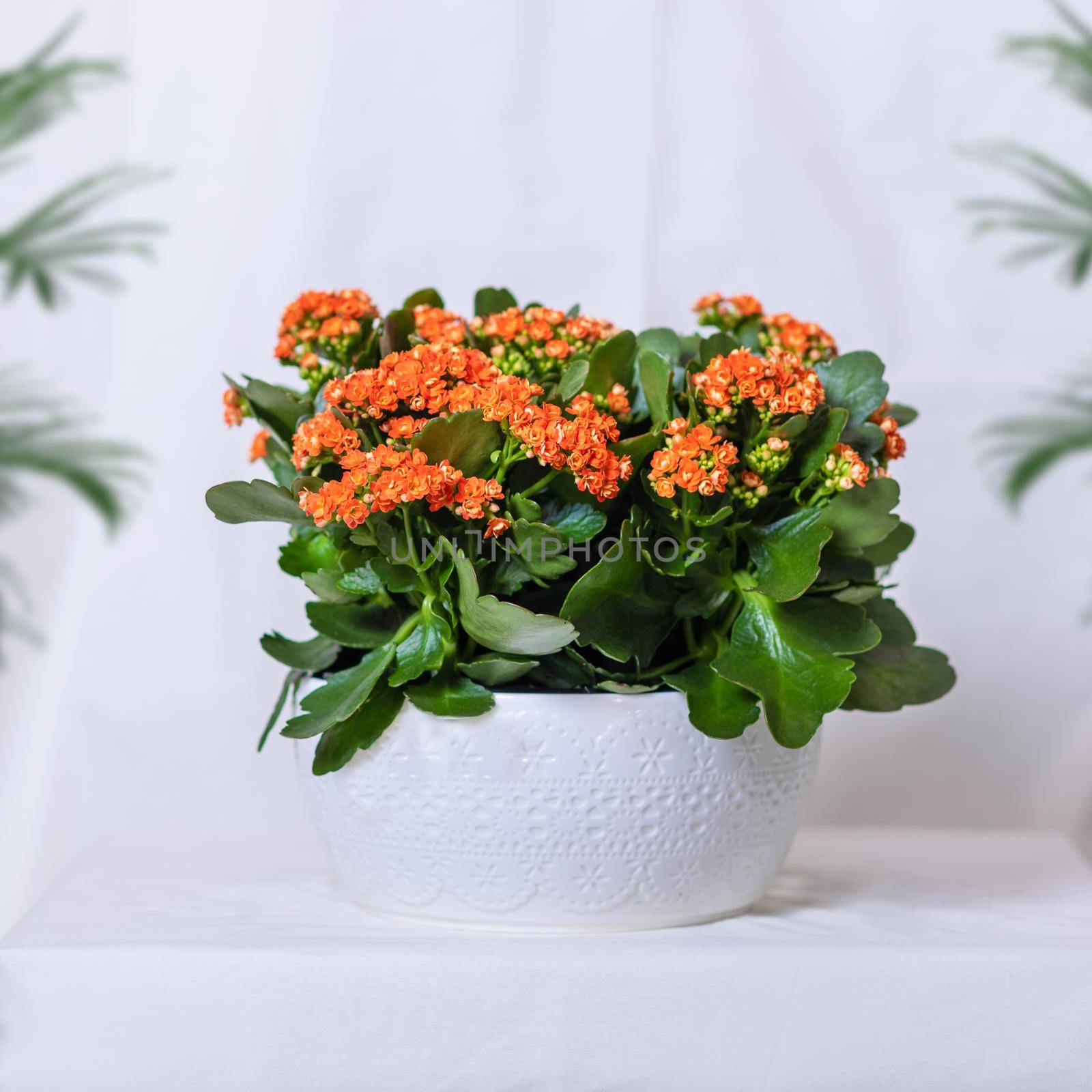 Colorful Lantana camara flower plant in white pot