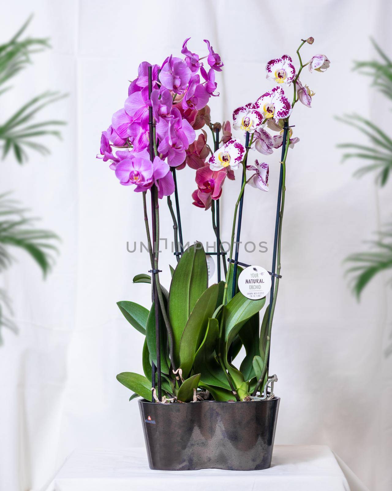 White, pink Phalaenopsis, Moth orchid flowers in the pot