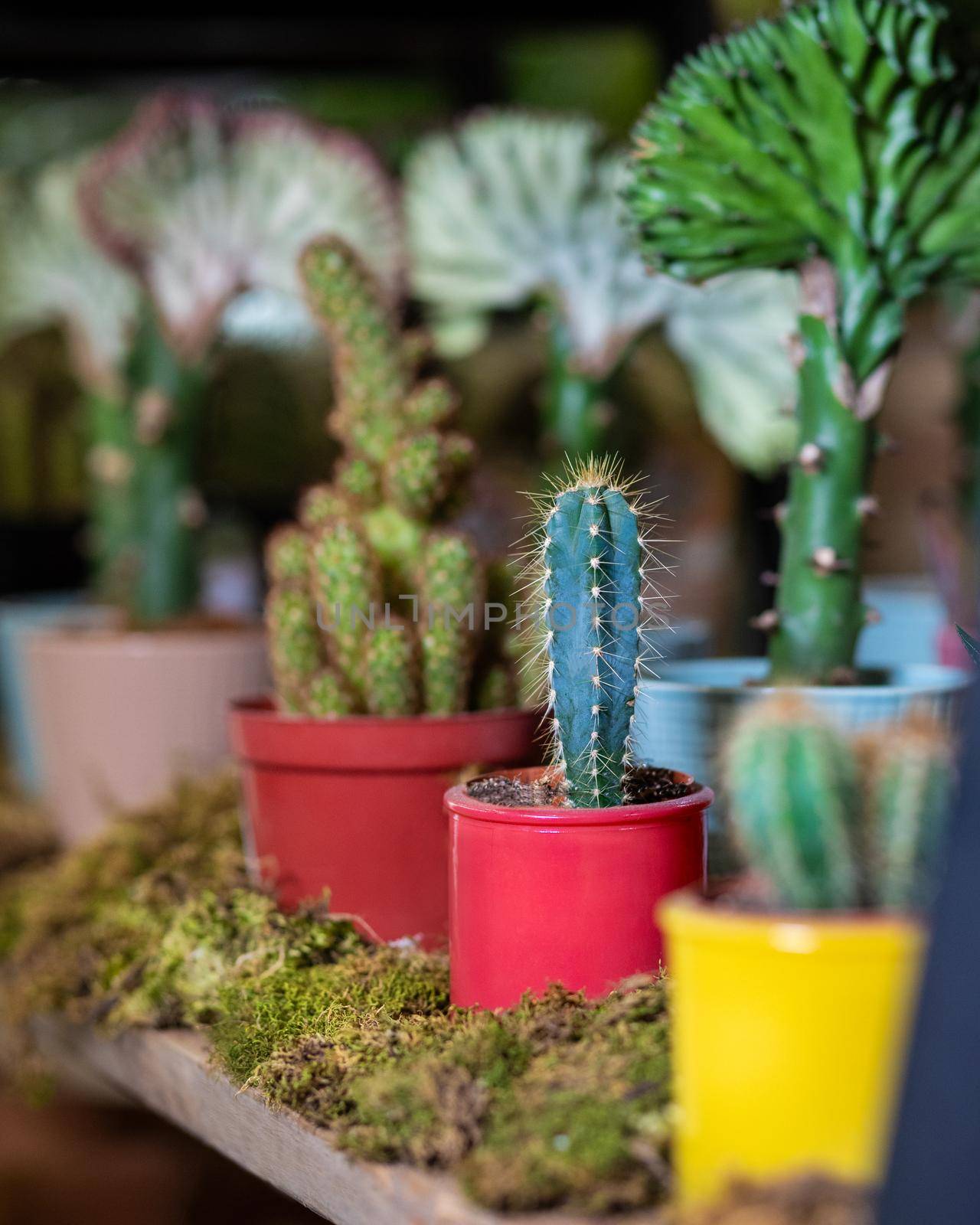 A lot of small cactuses in different colored pots. Cereus, Gymnocalycium by ferhad