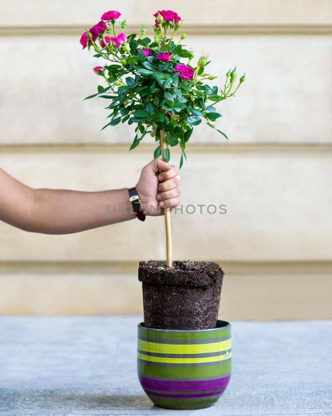 Man pulling up plant root from a pot