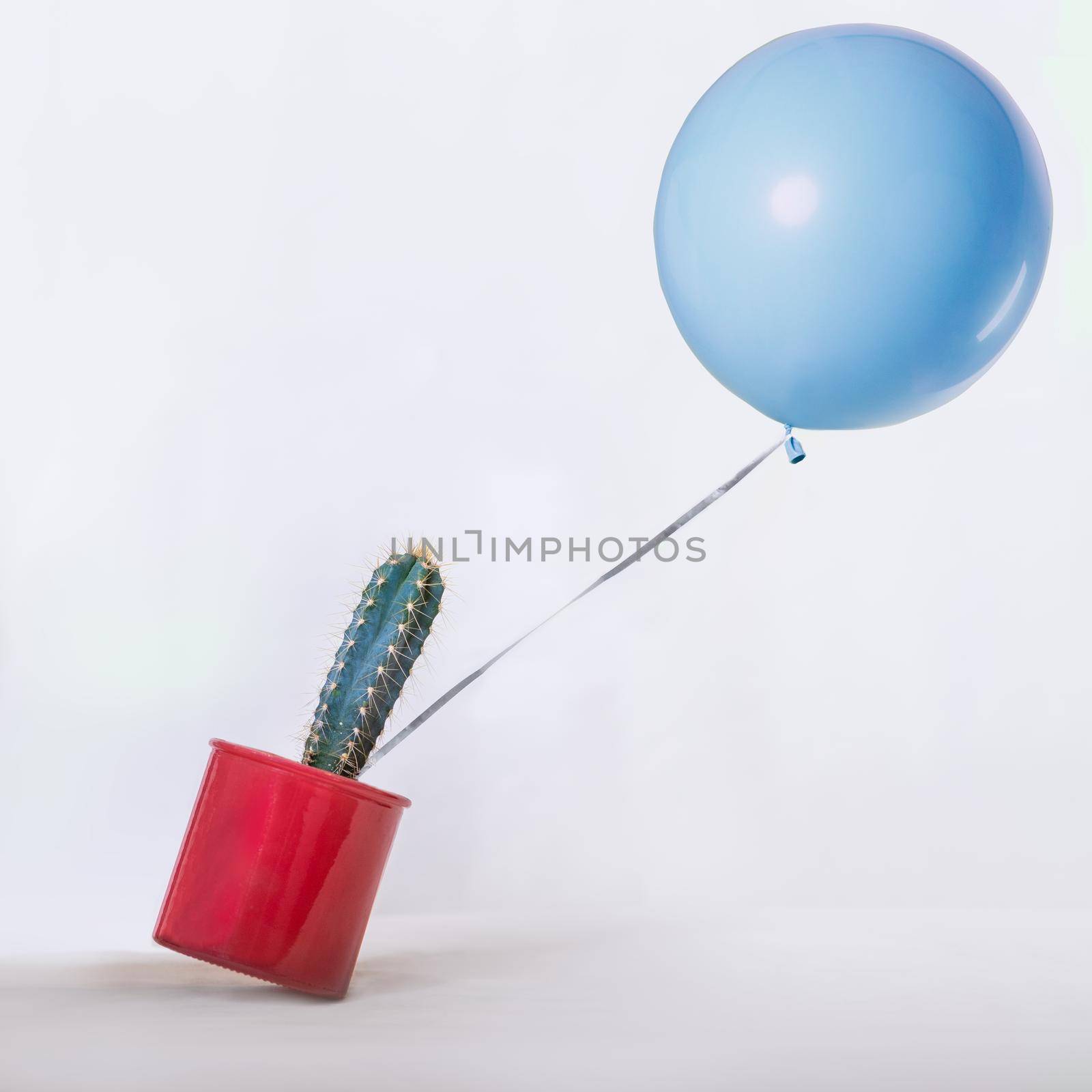 Blue balloon pulling cactus to up by ferhad