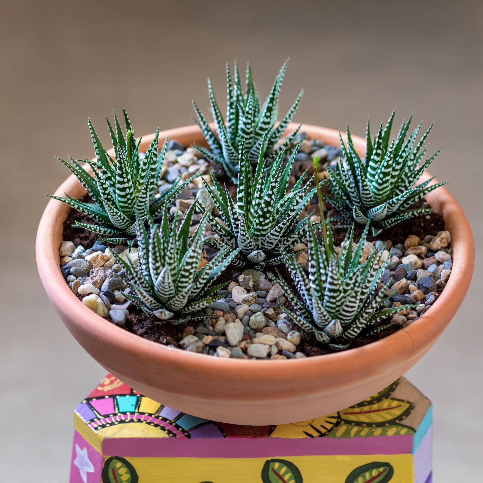 Beautiful terrarium with cactus, flower, rock, sand inside red pot by ferhad