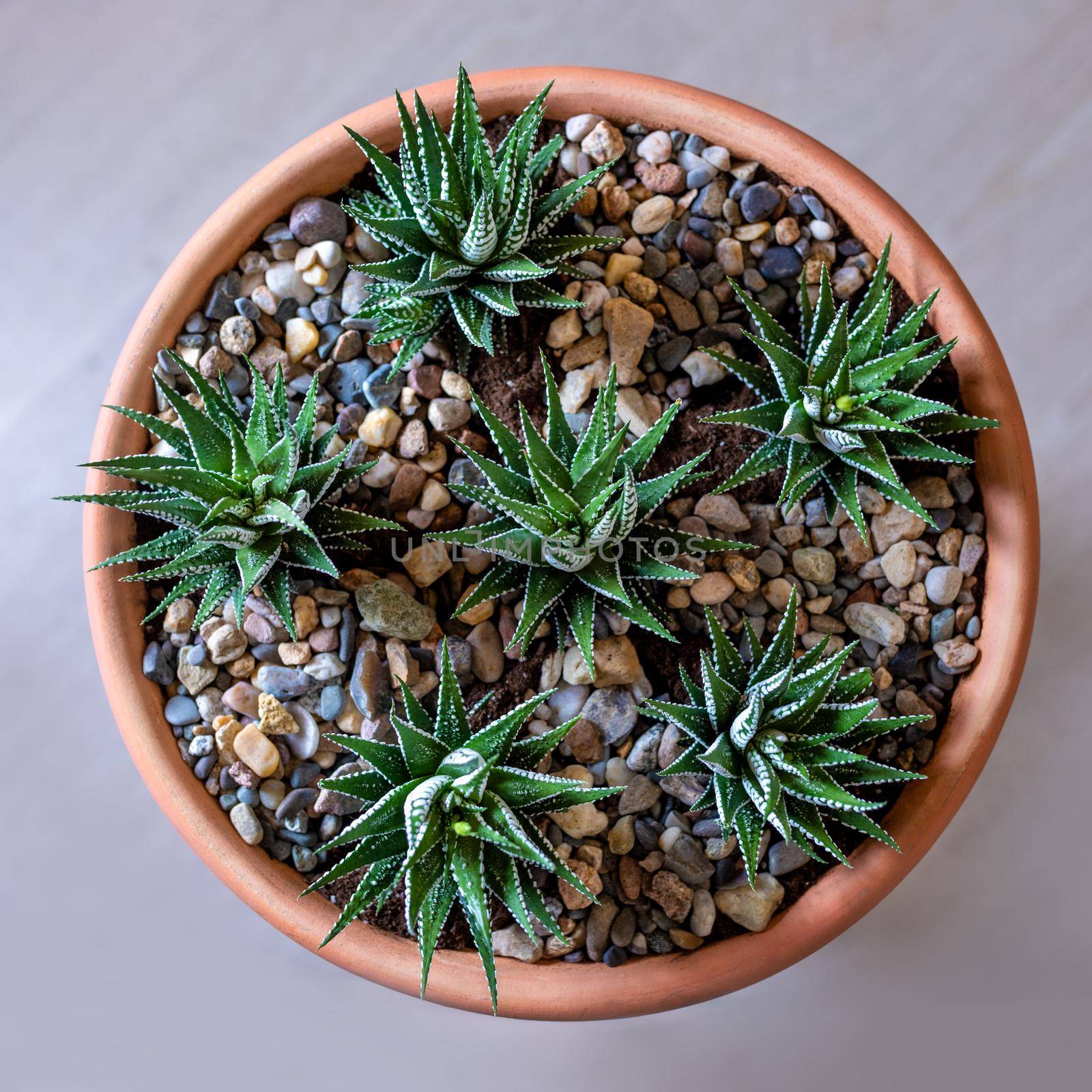 Beautiful terrarium with cactus, flower, rock, sand inside red pot view from above