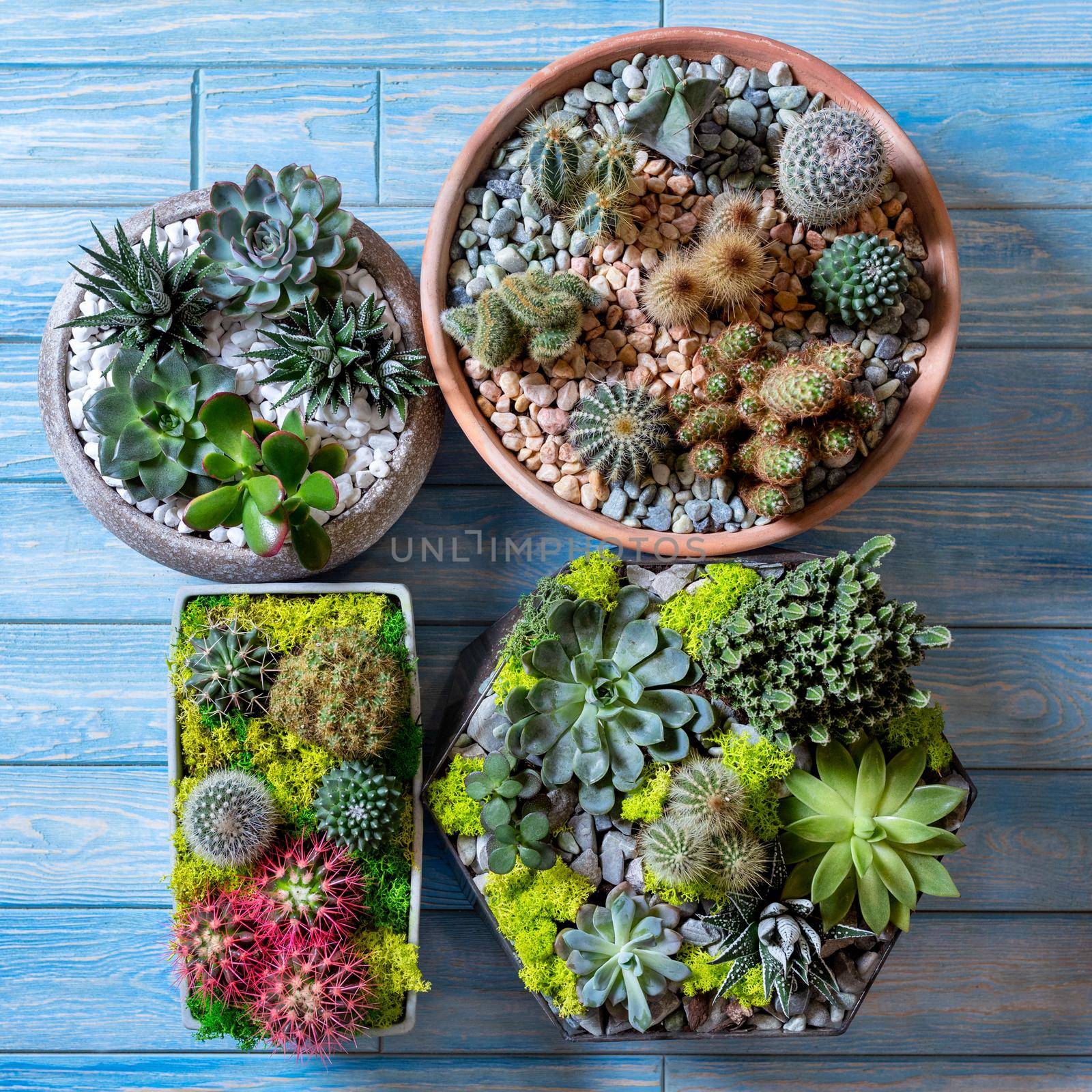 Beautiful terrariums side by side on the blue background