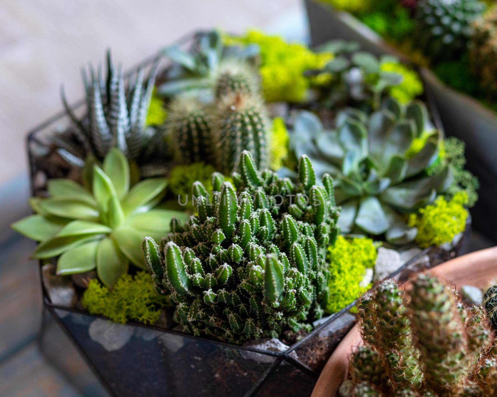Beautiful terrarium cactus close up by ferhad