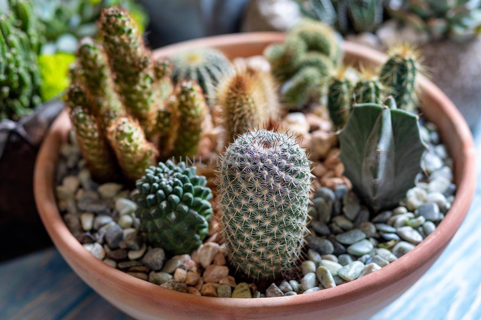 Beautiful terrarium cactus close up by ferhad