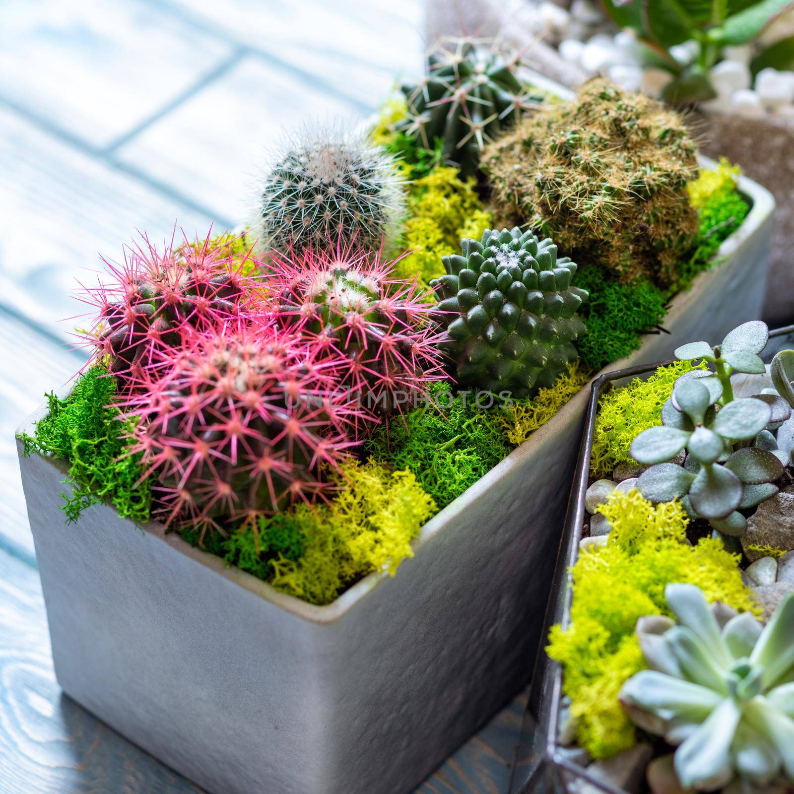 Beautiful terrarium cactus close up