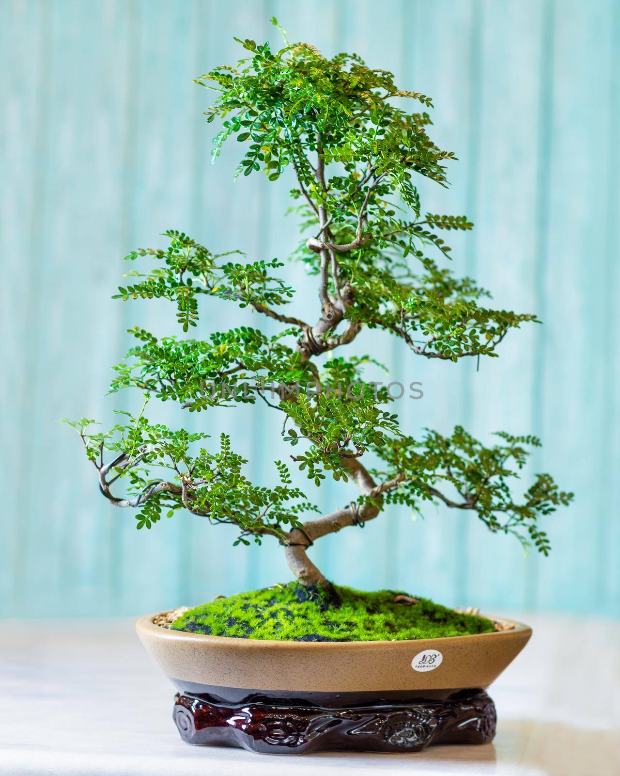 Boxwood ficus bonsai ginseng retusa plant in pot with blue background by ferhad