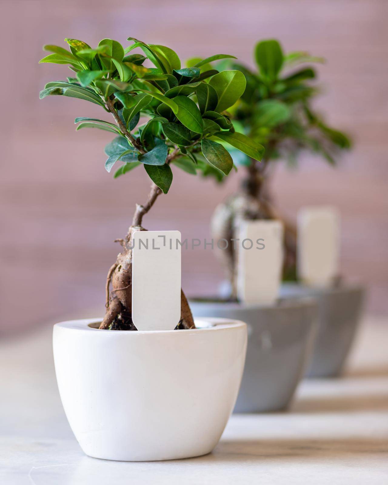 Ginkgo Bonsai Tree in the pots by ferhad