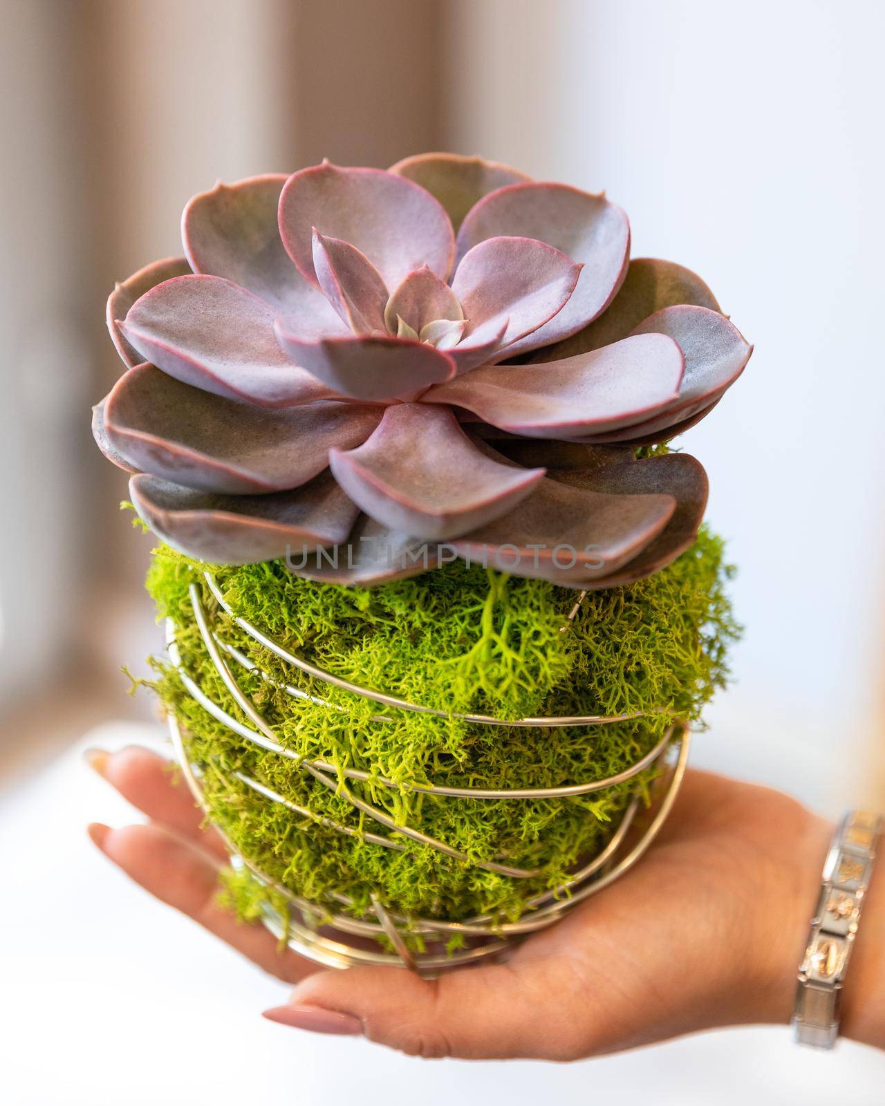 Succulent terrarium on the hand close up