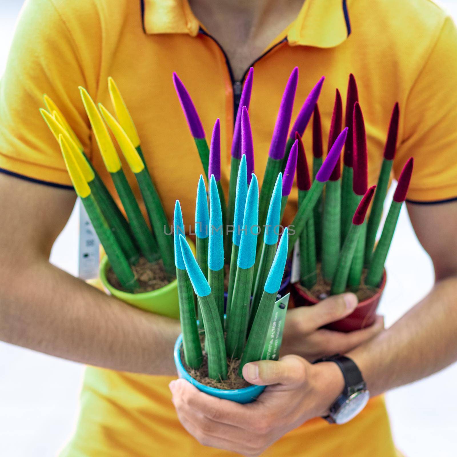 Man holding Sanseveria velvet touch, painted by ferhad