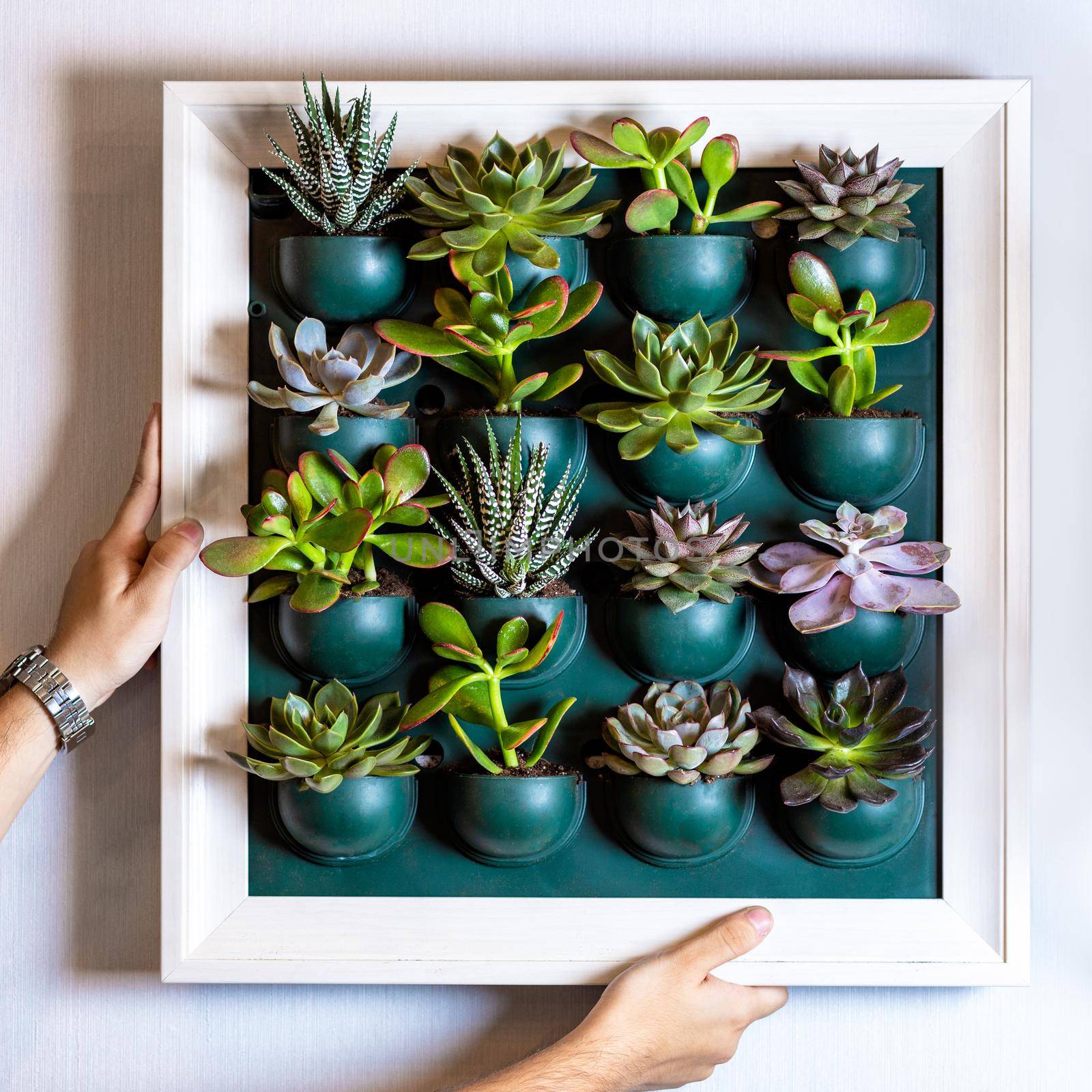 Woman holding a lot of succulents on the wall plate by ferhad