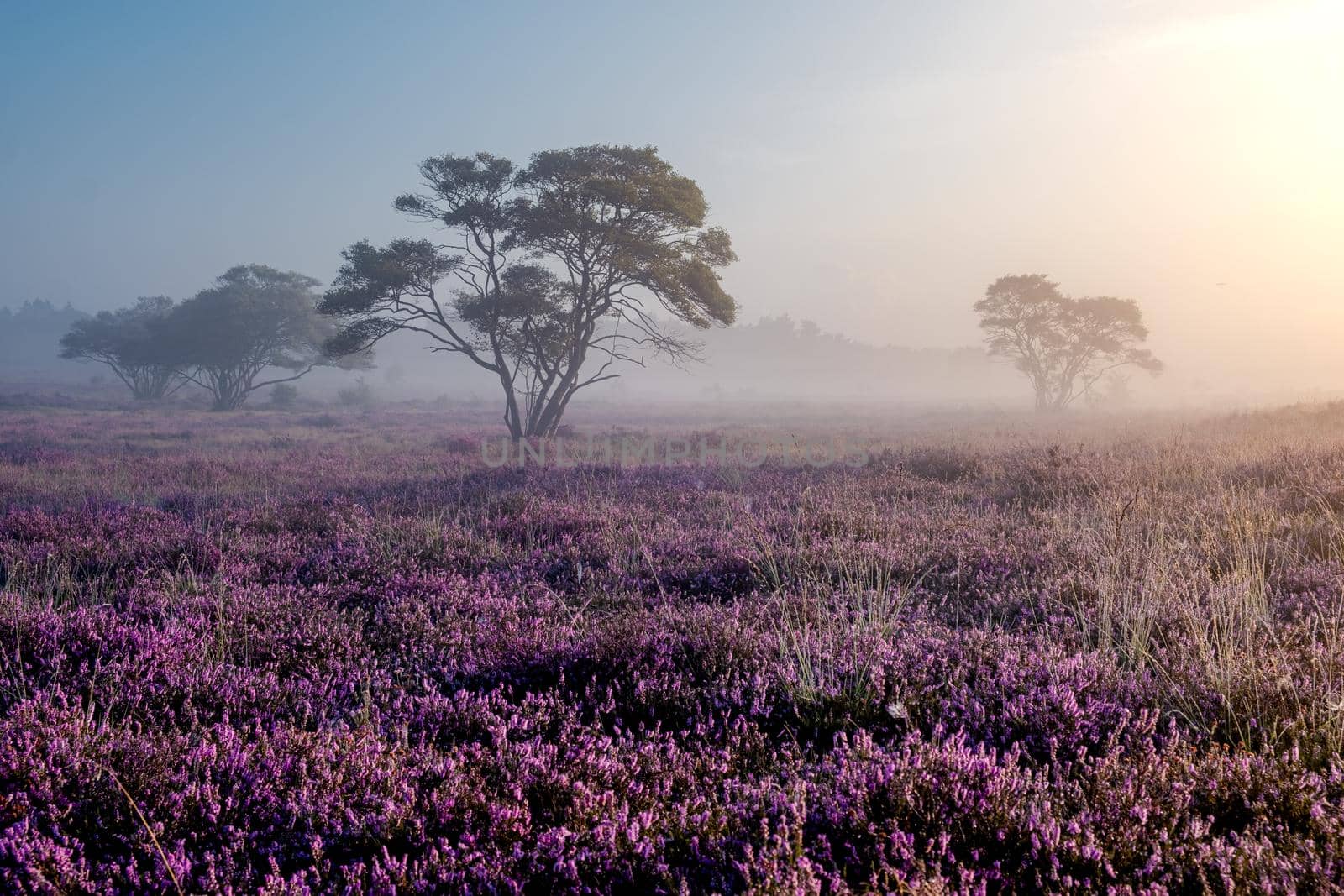 Blooming heather in the Netherlands,Sunny foggy Sunrise over the pink purple hills at Westerheid park Netherlands, blooming Heather fields in the Netherlands during Sunrise  by fokkebok