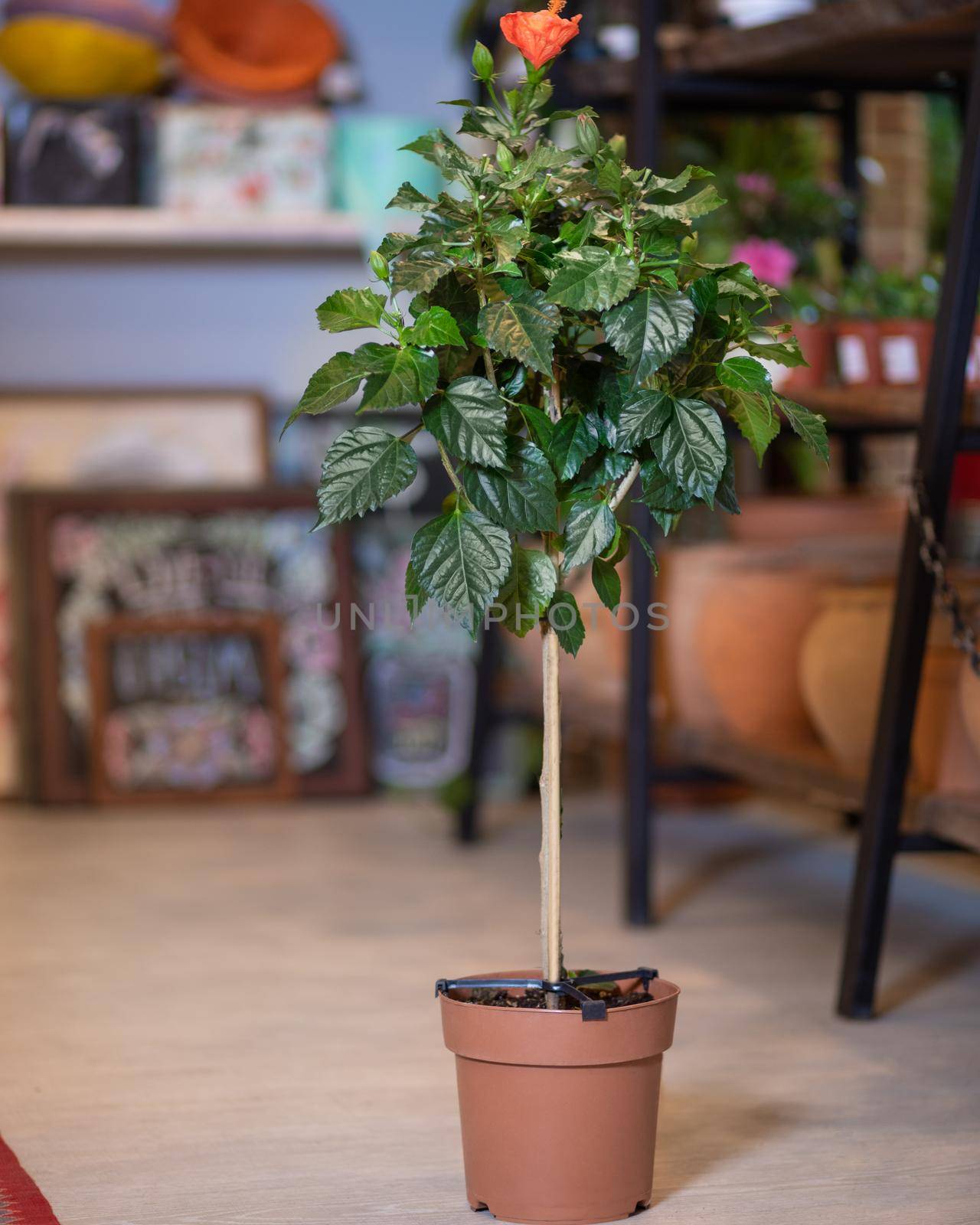 Ficus Moclame - Indian Laurel at the garden shop by ferhad