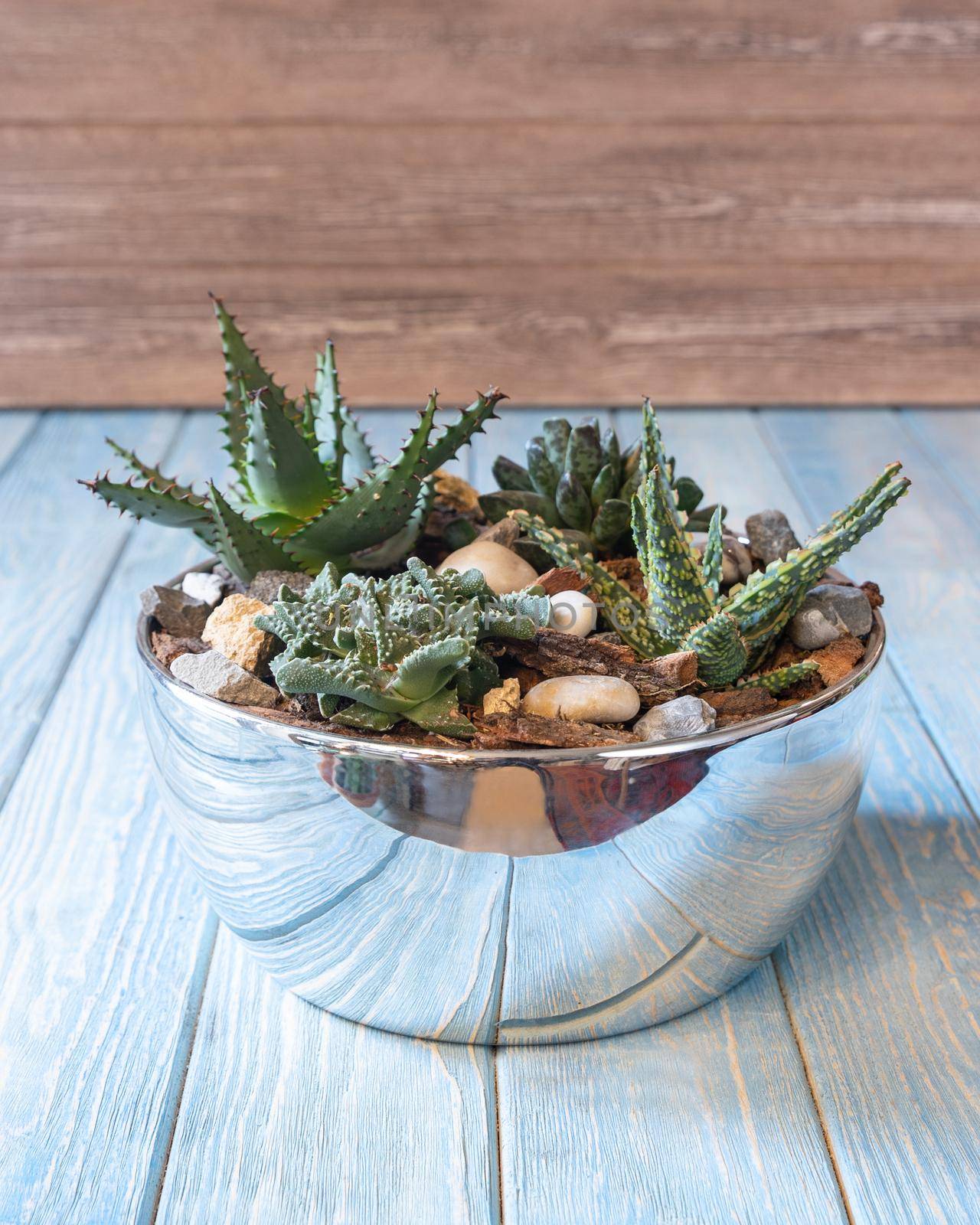 Terrarium, sand, rock, succulent, cactus, moss in the shiny pot by ferhad