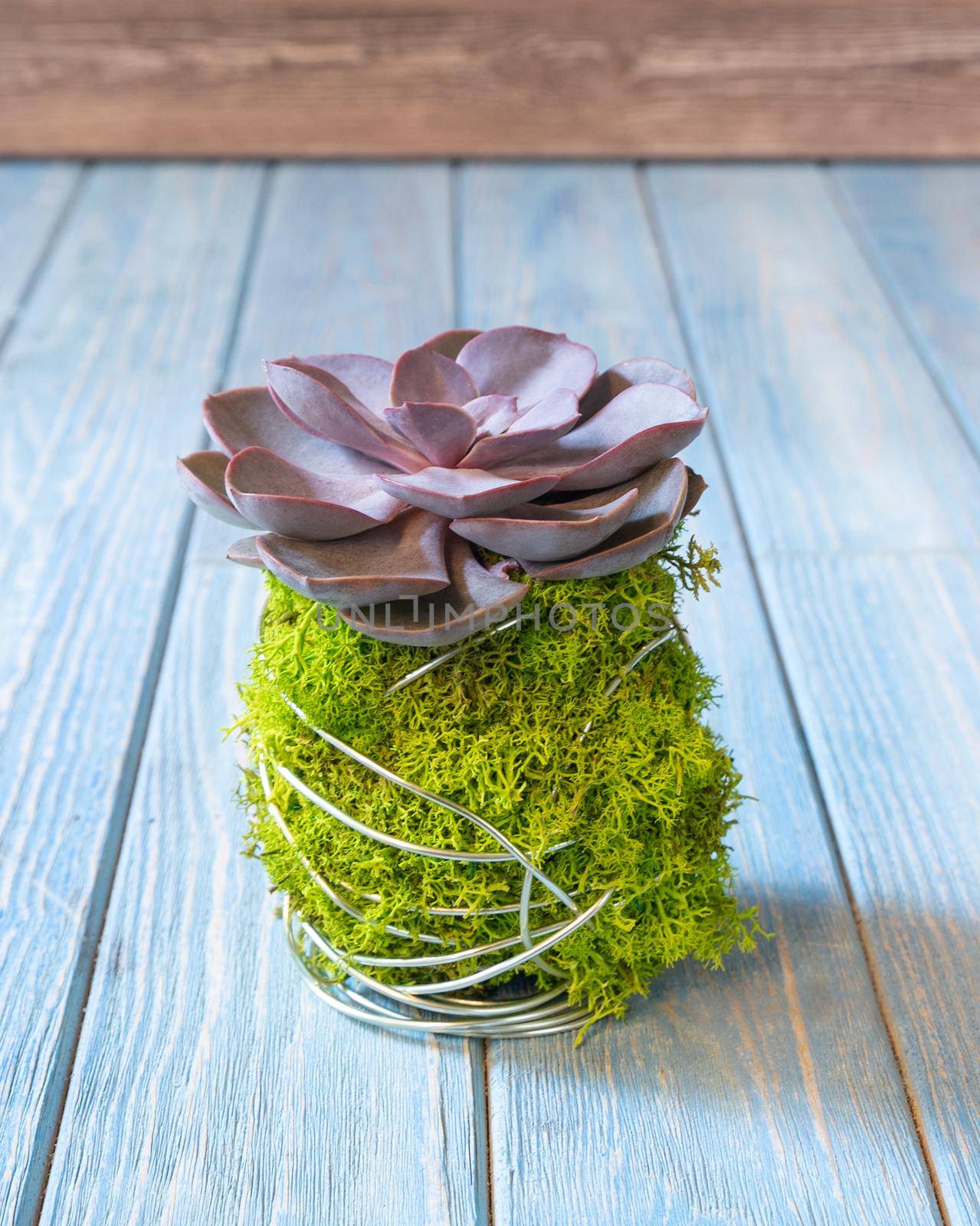 Succulent terrarium moss mug, cup shaped by ferhad