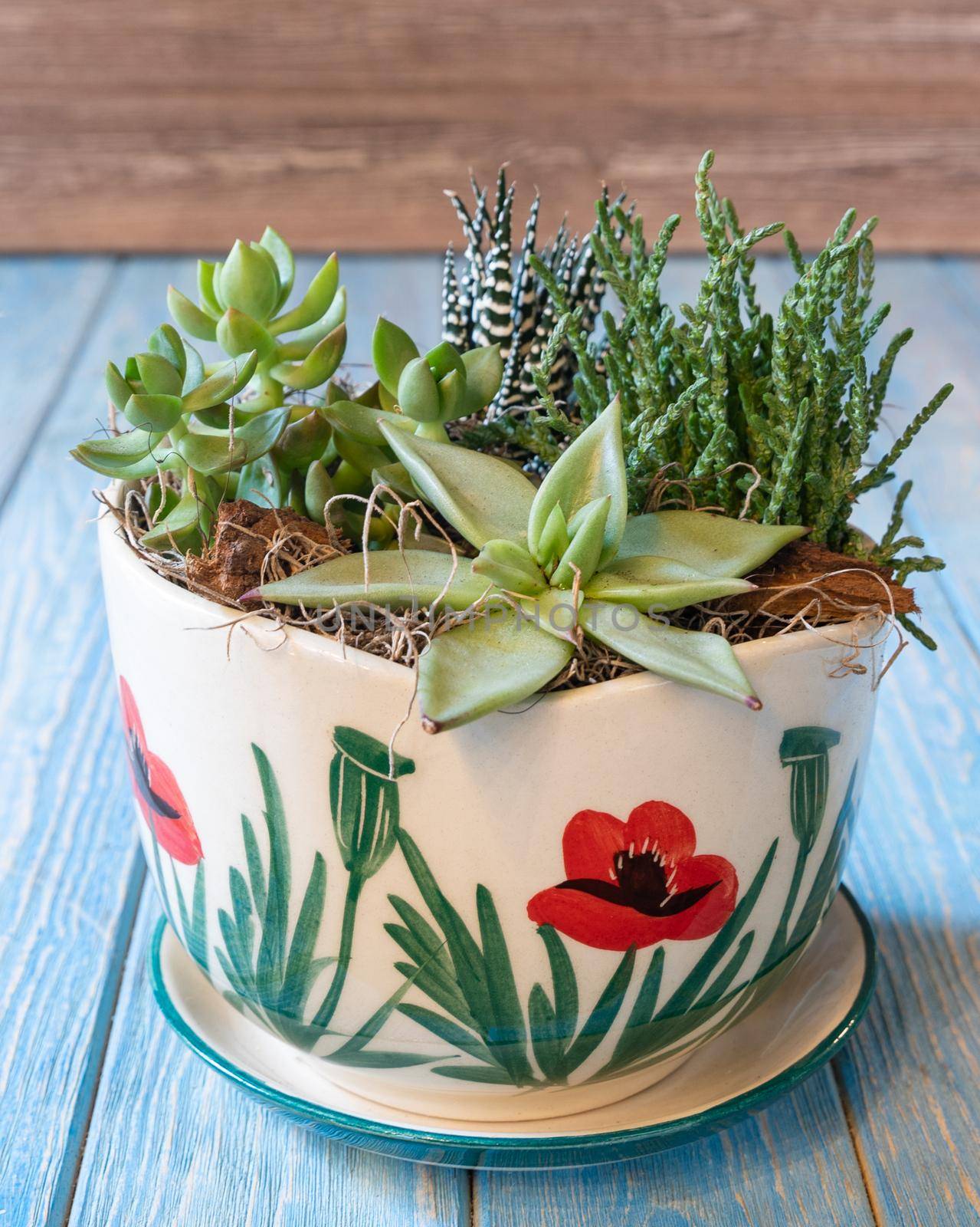 Terrarium, sand, rock, succulent, cactus, moss in the ceramic painted pot