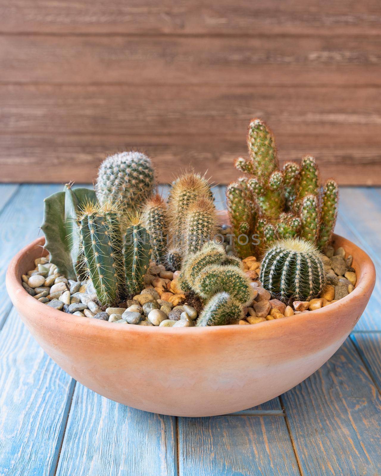 Terrarium, sand, rock, succulent, cactus, moss in the red ceramic pot