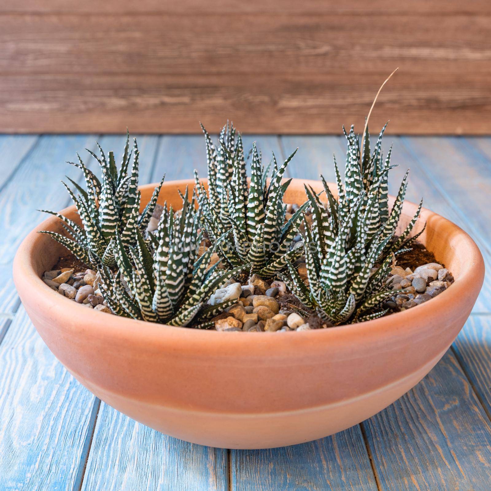 Terrarium, sand, rock, succulent, cactus, moss in the red ceramic pot by ferhad