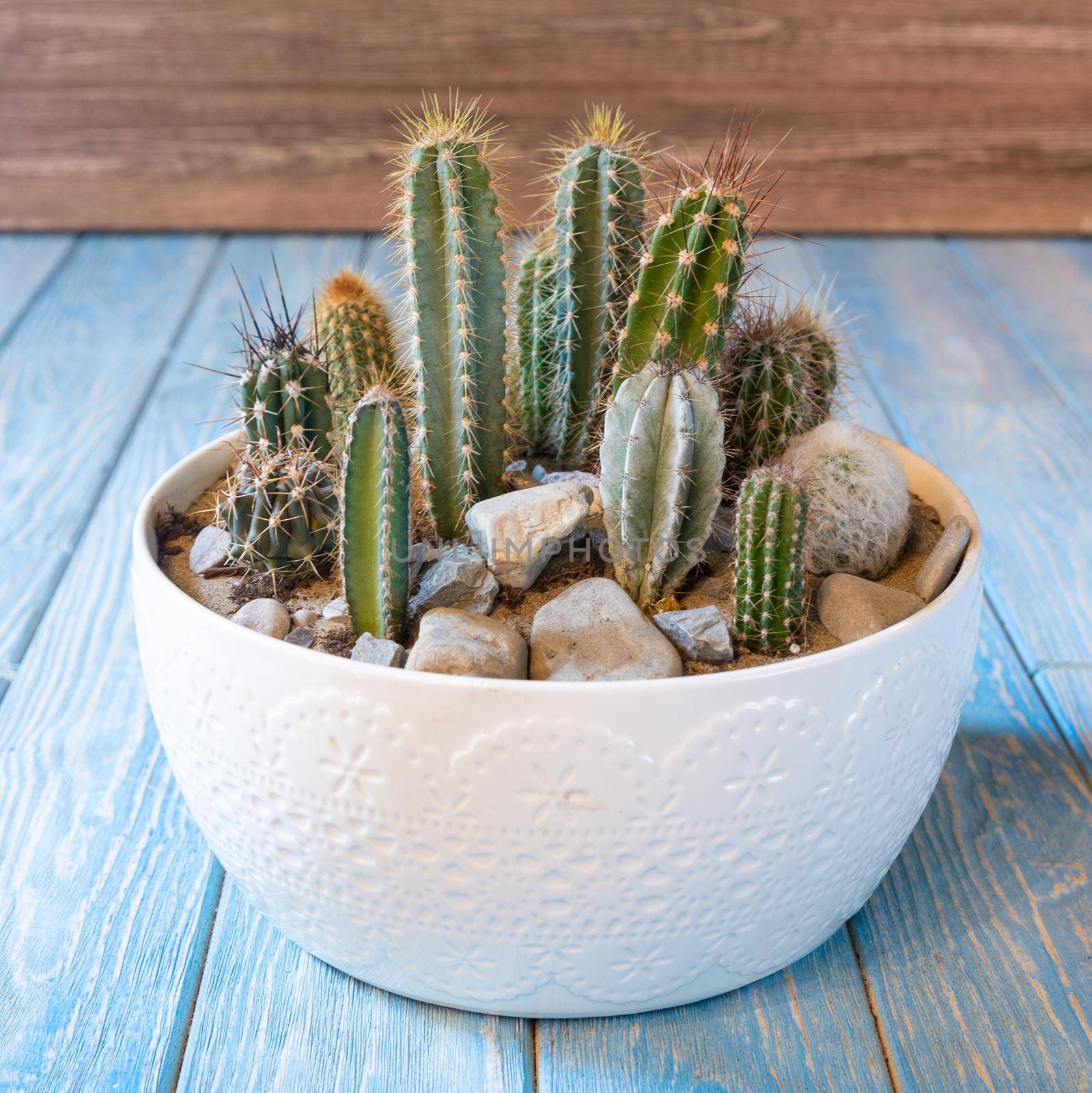 Terrarium, sand, rock, succulent, cactus, moss in the ceramic pot