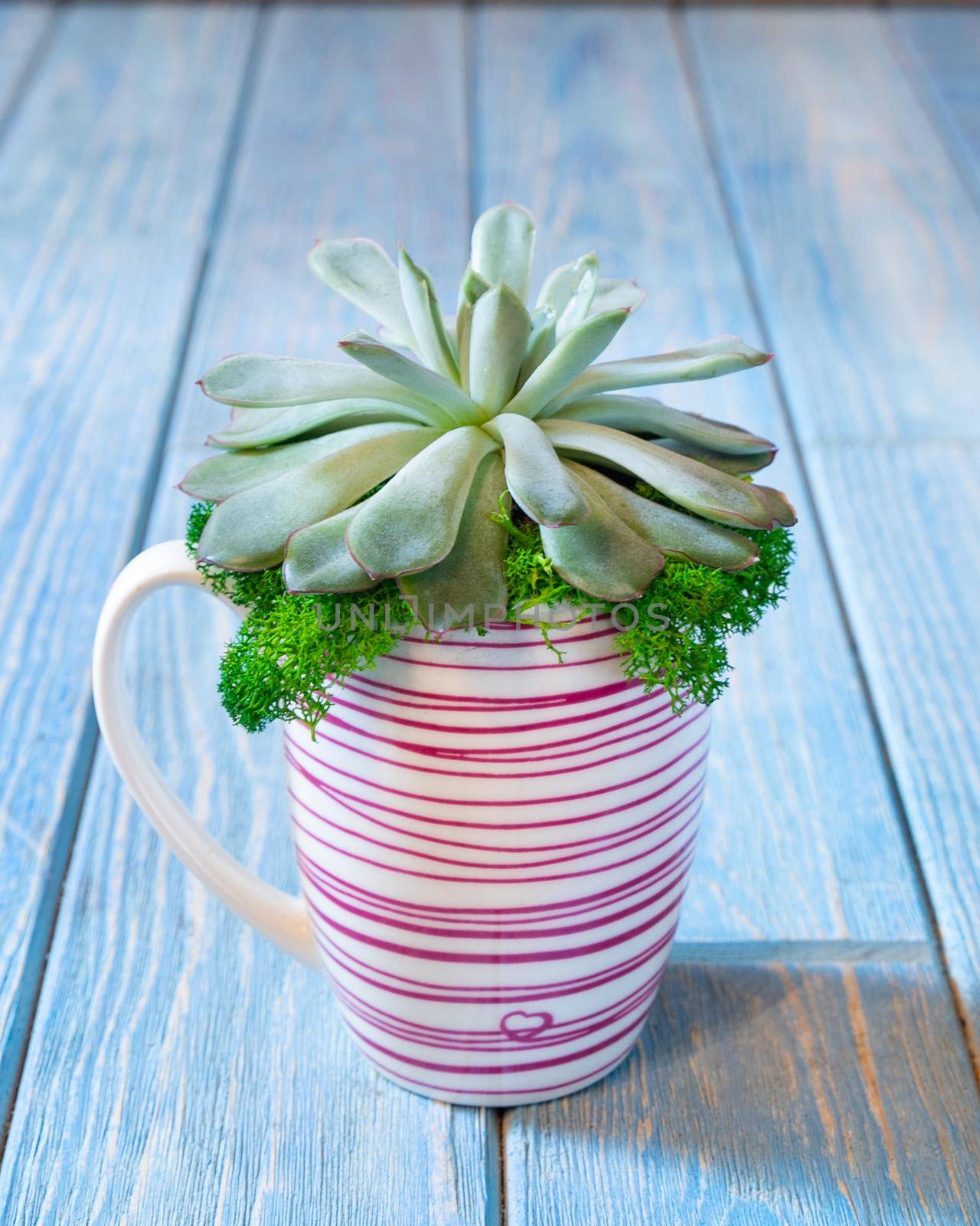 Terrarium, sand, rock, succulent, cactus, moss in the mug, cup