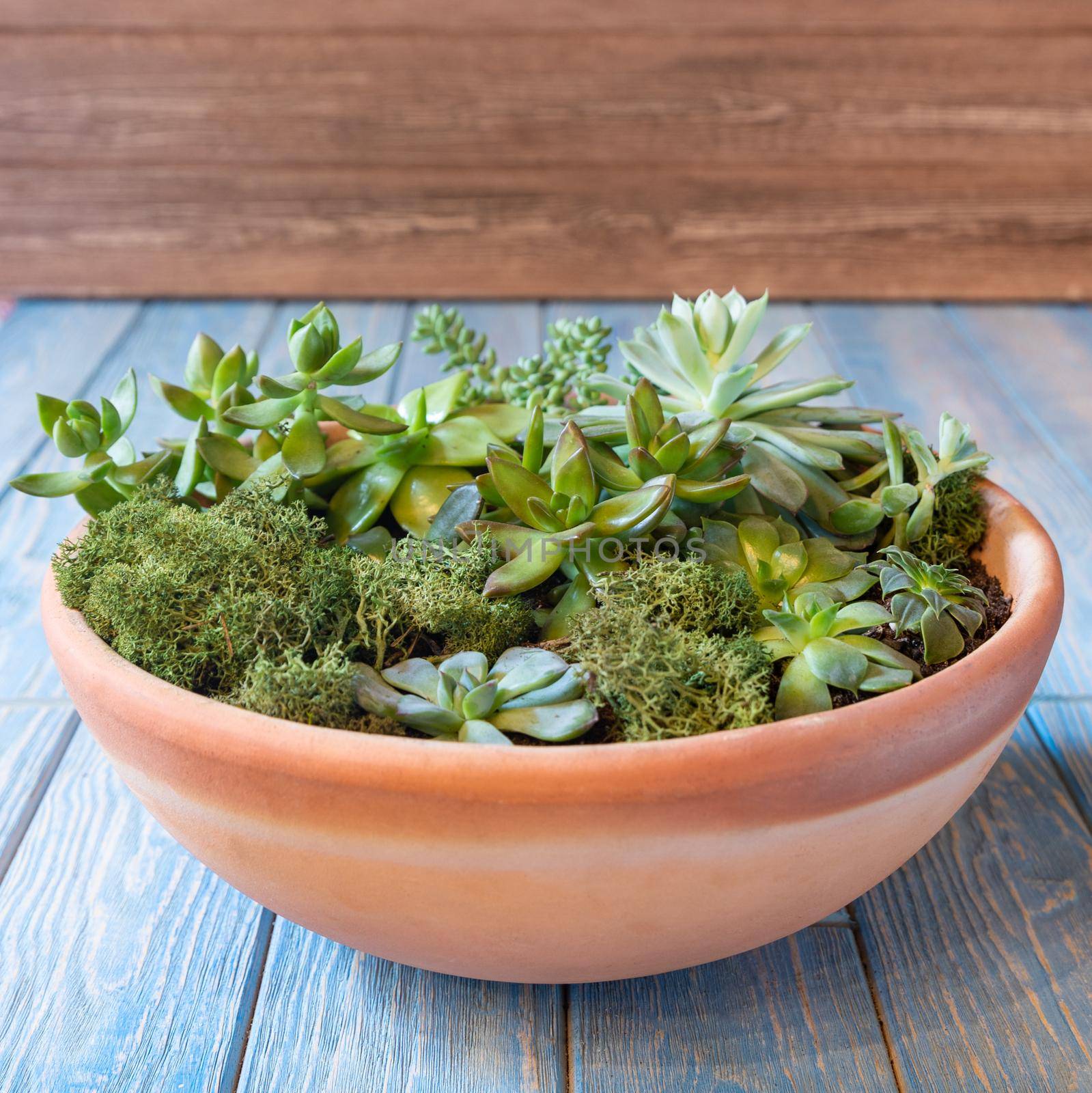 Terrarium, sand, rock, succulent, cactus, moss in the red ceramic pot