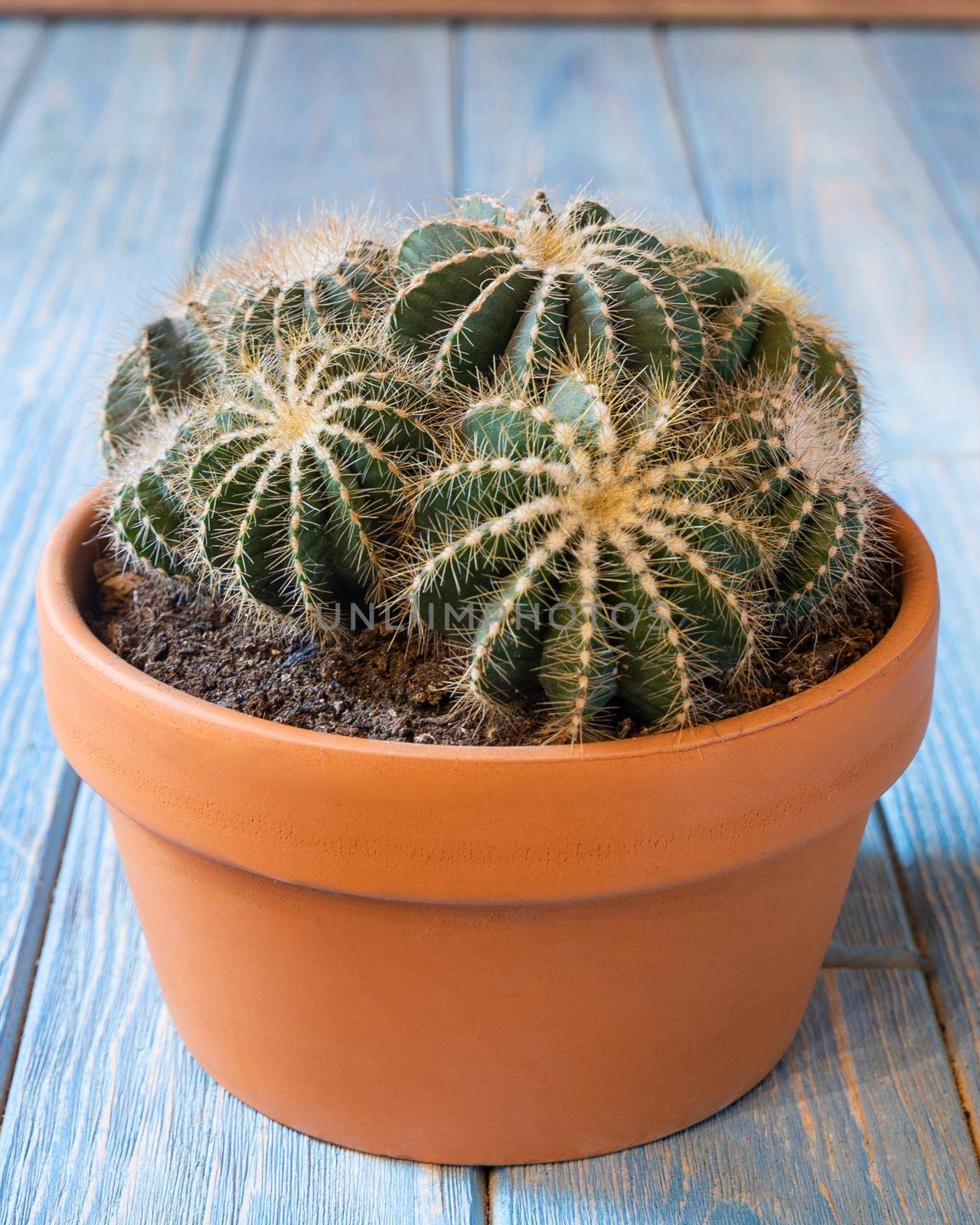 Cactuses in the red ceramic pot
