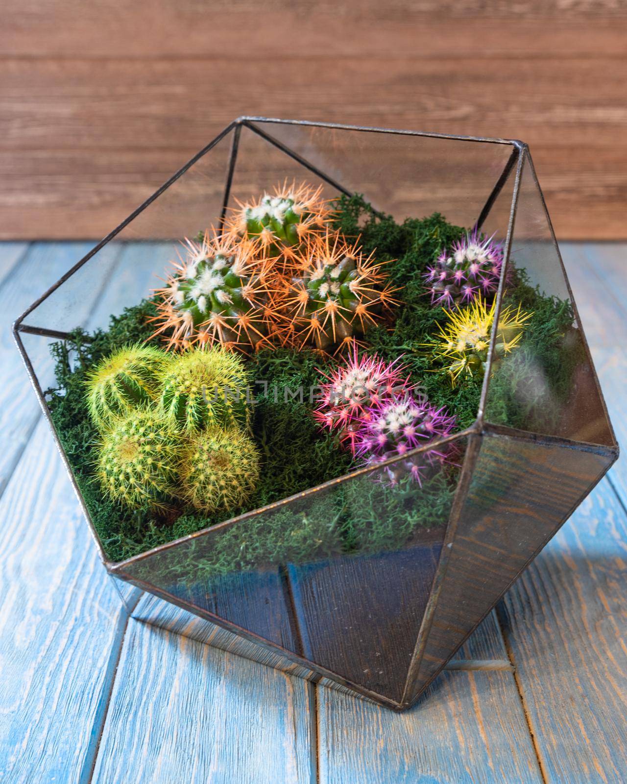 Terrarium, sand, rock, succulent, painted cactus, moss in the glass by ferhad