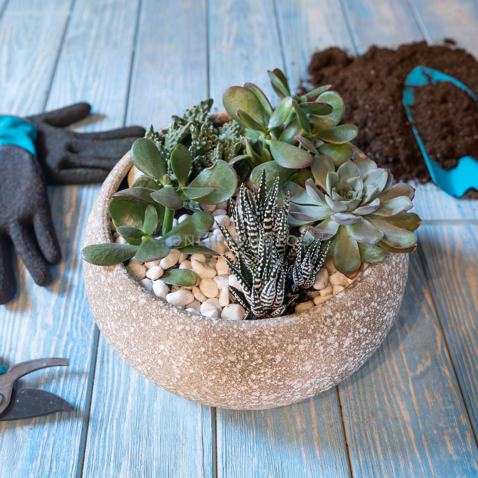 Terrarium, sand, rock, succulent, cactus, moss in the ceramic pot, gloves, shavel