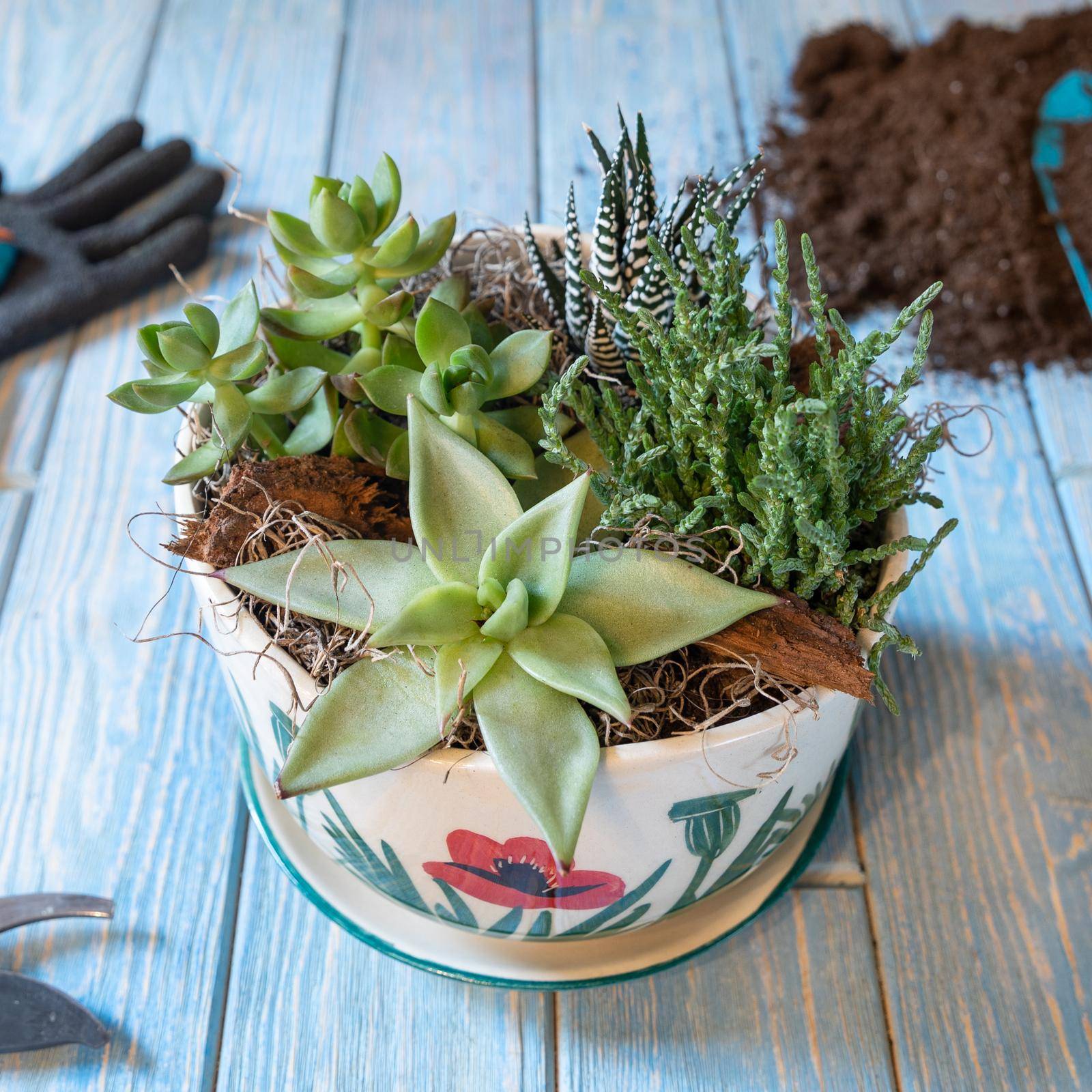 Terrarium, sand, rock, succulent, cactus, moss in the ceramic pot, gloves, shavel