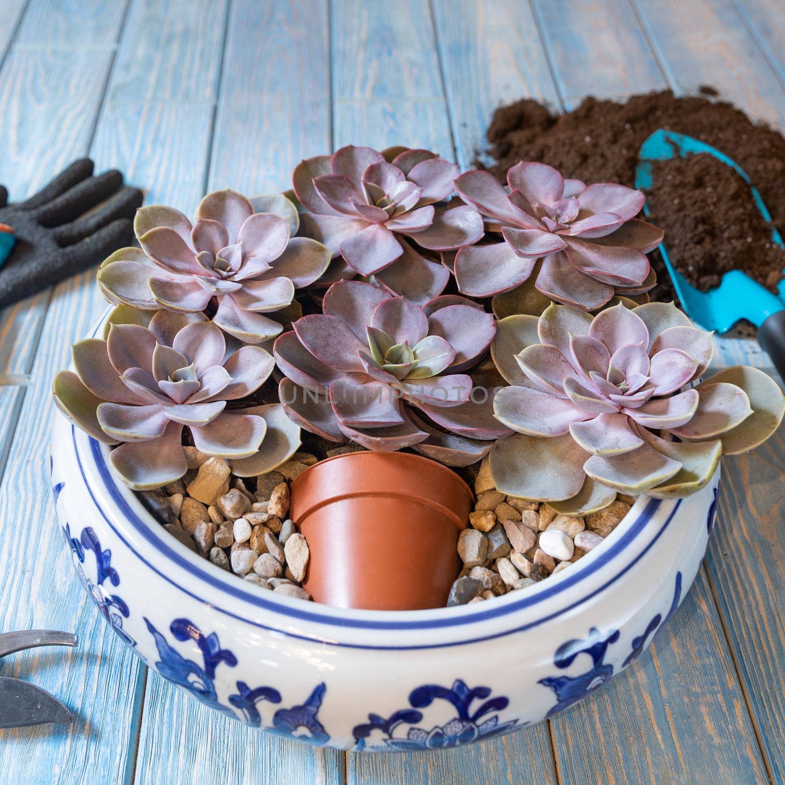 Terrarium, sand, rock, succulent, cactus, moss in the ceramic pot, gloves, shavel