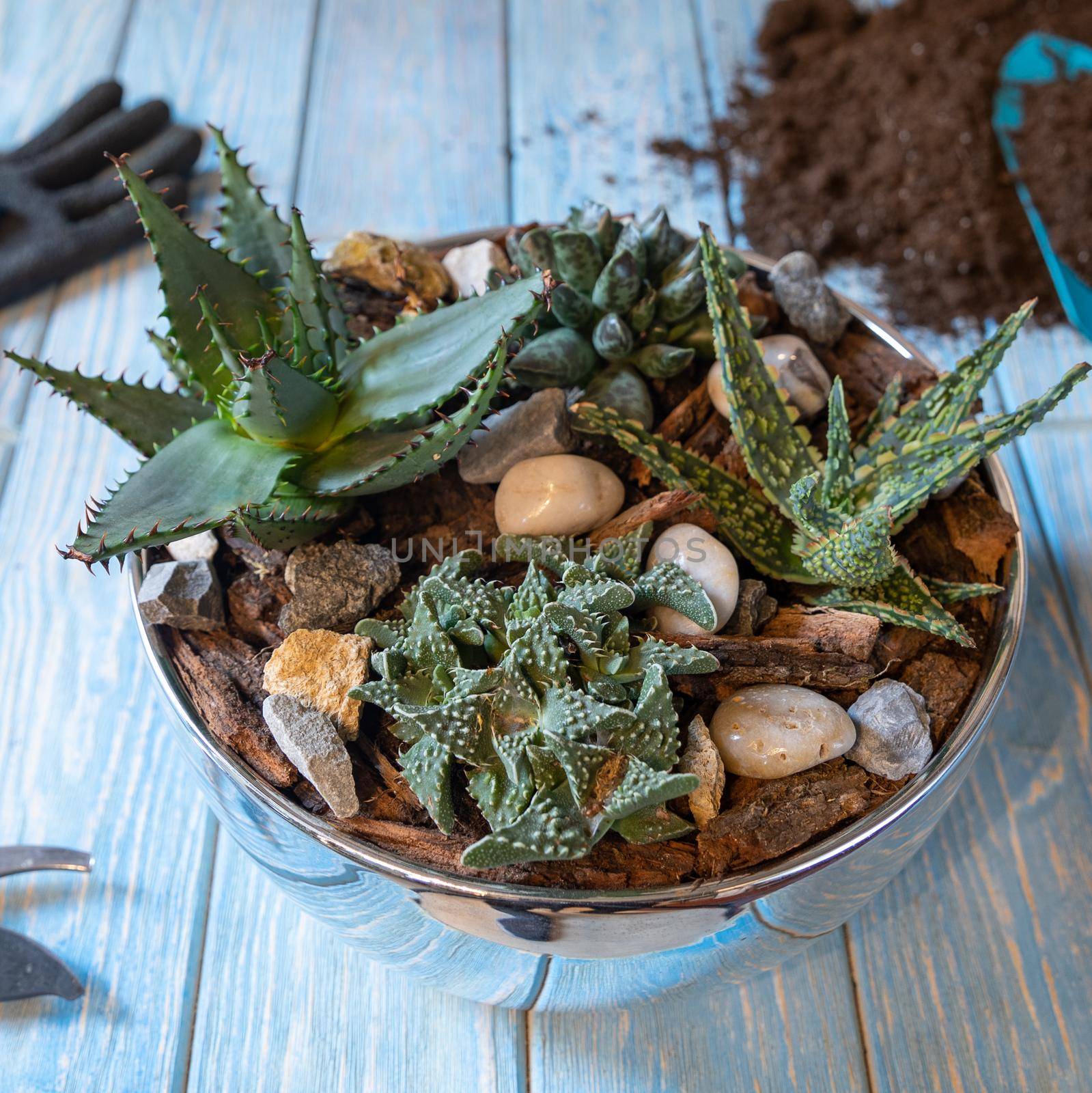Terrarium, sand, rock, succulent, cactus, moss in the shiny pot, gloves, shavel