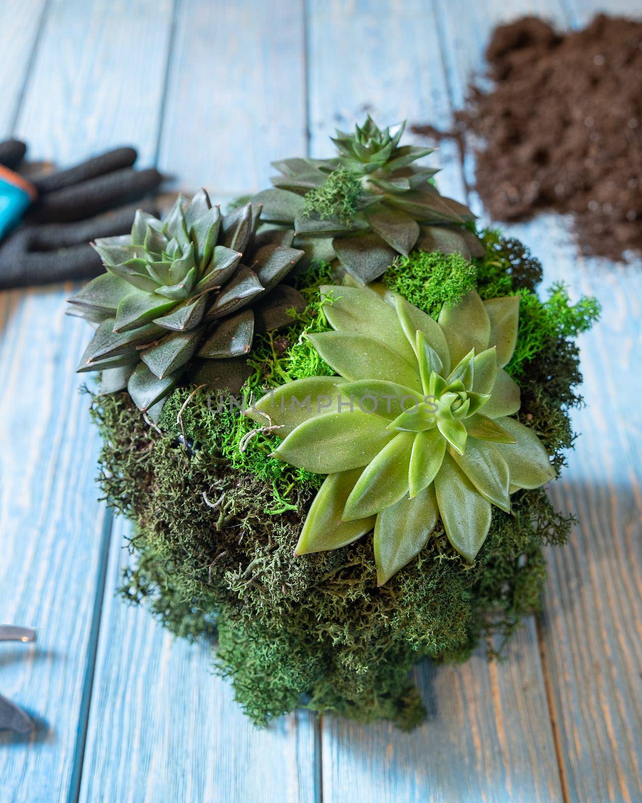 Succulent terrarium moss mug, cup shaped, gloves, shovel