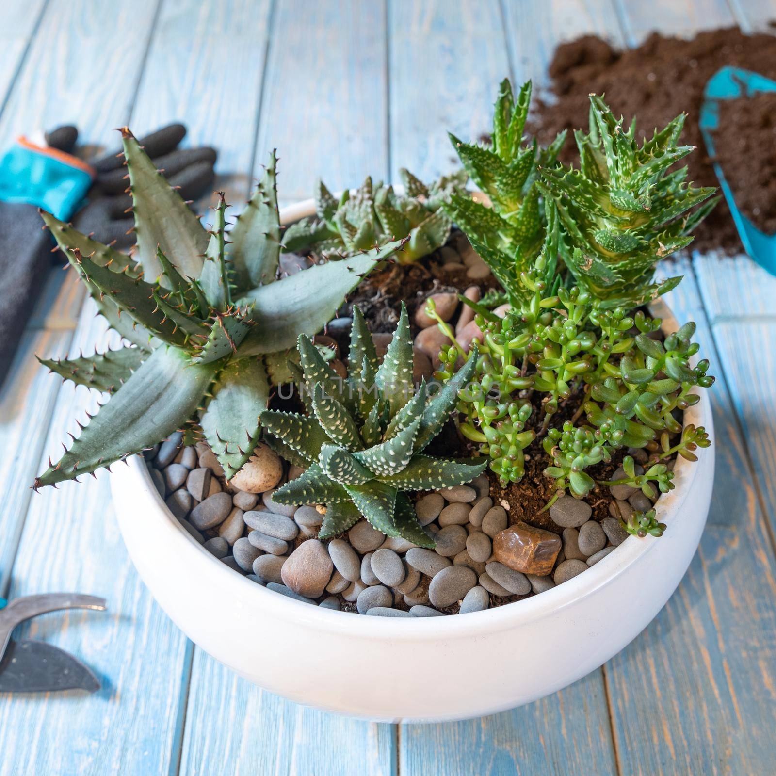 Terrarium, sand, rock, succulent, cactus, moss in the ceramic pot, gloves, shovel