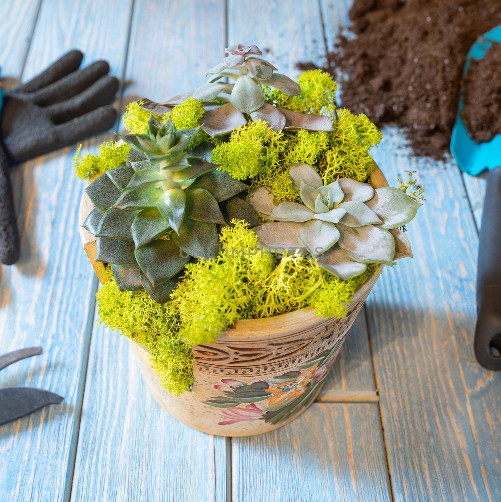 Terrarium, sand, rock, succulent, cactus, moss in the half broken ceramic pot, gloves, shovel by ferhad