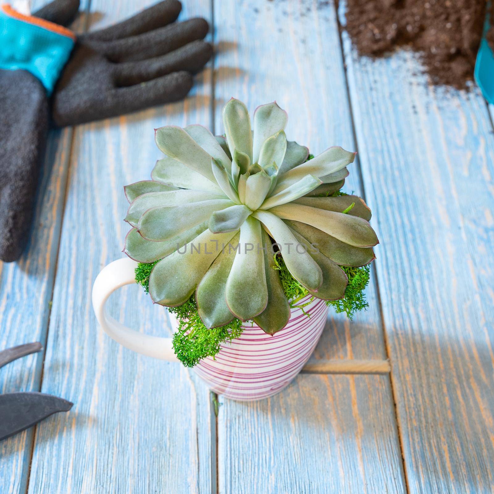 Terrarium, sand, rock, succulent, cactus, moss in the mug, cup, gloves, shovel by ferhad