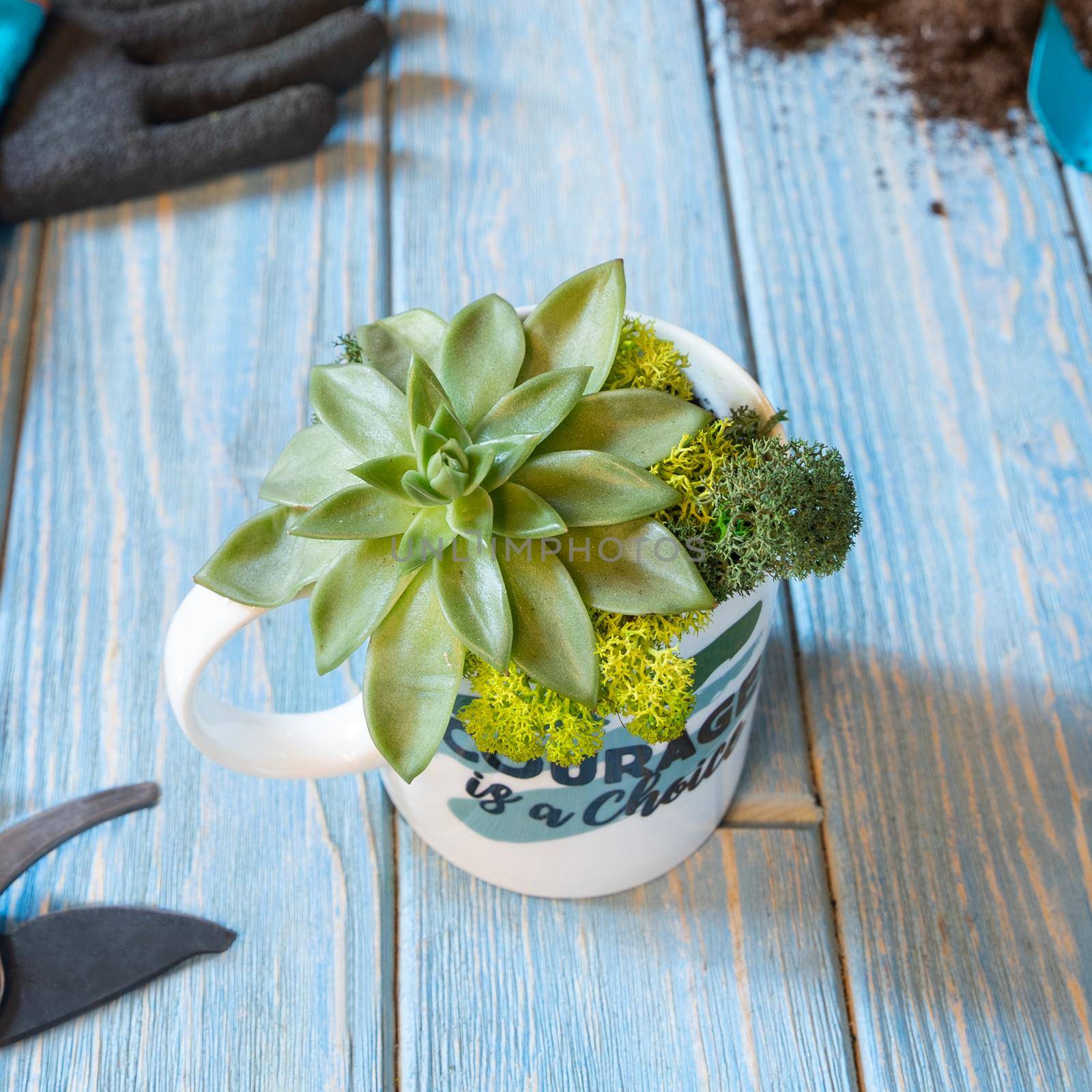 Terrarium, sand, rock, succulent, cactus, moss in the mug, cup, gloves, shovel by ferhad