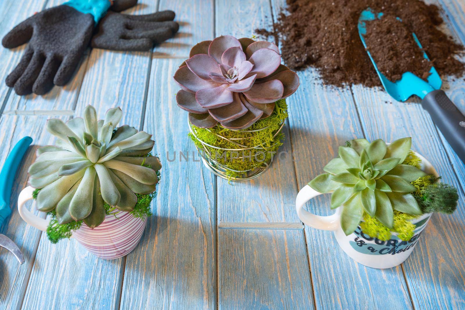 Terrariums, sand, rock, succulent, cactus, moss in the mug, cup, gloves, shovel by ferhad